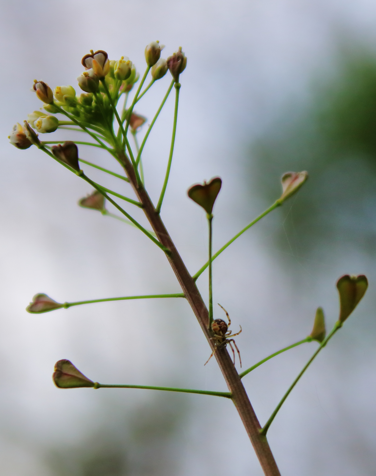 Ragnetto sulla piantina chiamata borsa del pastore