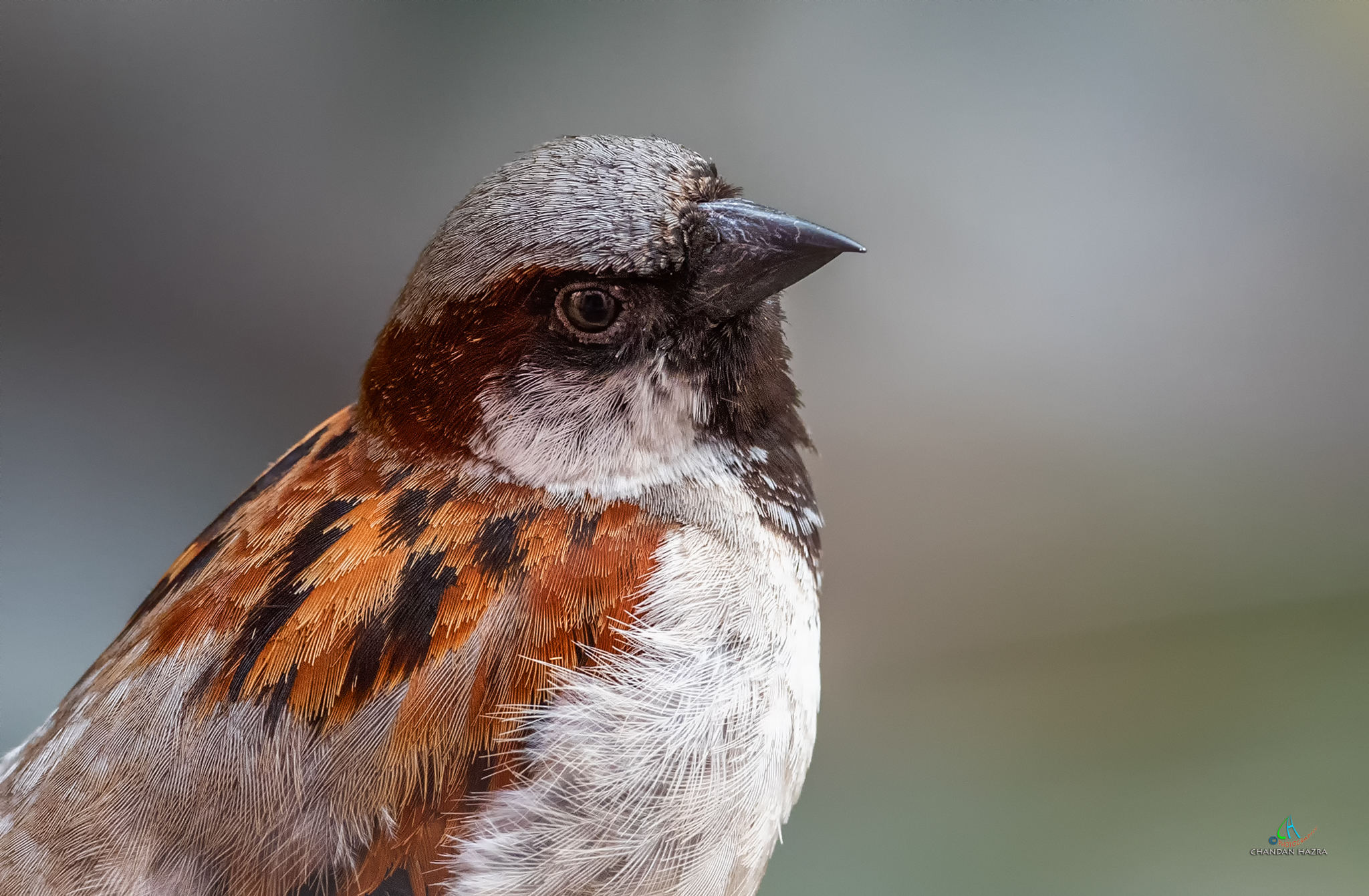 Up-Close e personale