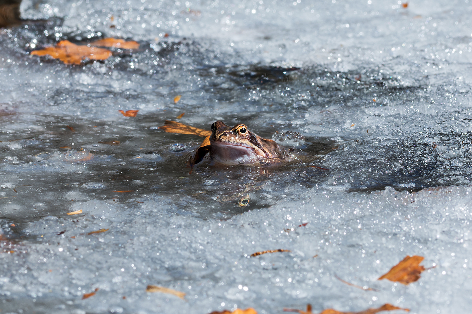 In un mare di ghiaccio