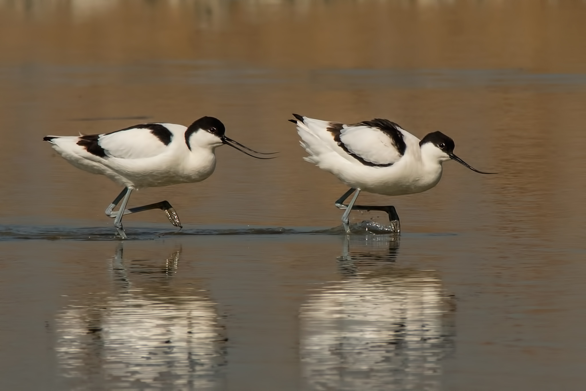Avocette al.....Passo