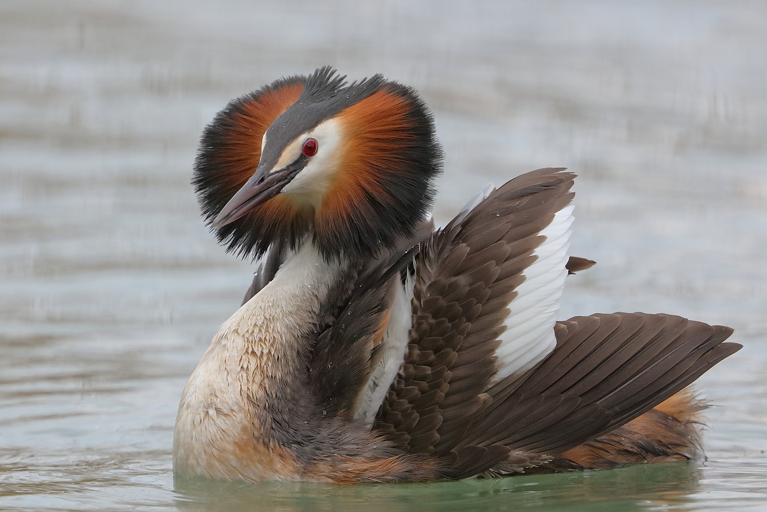 Major Crested Grebe on parade