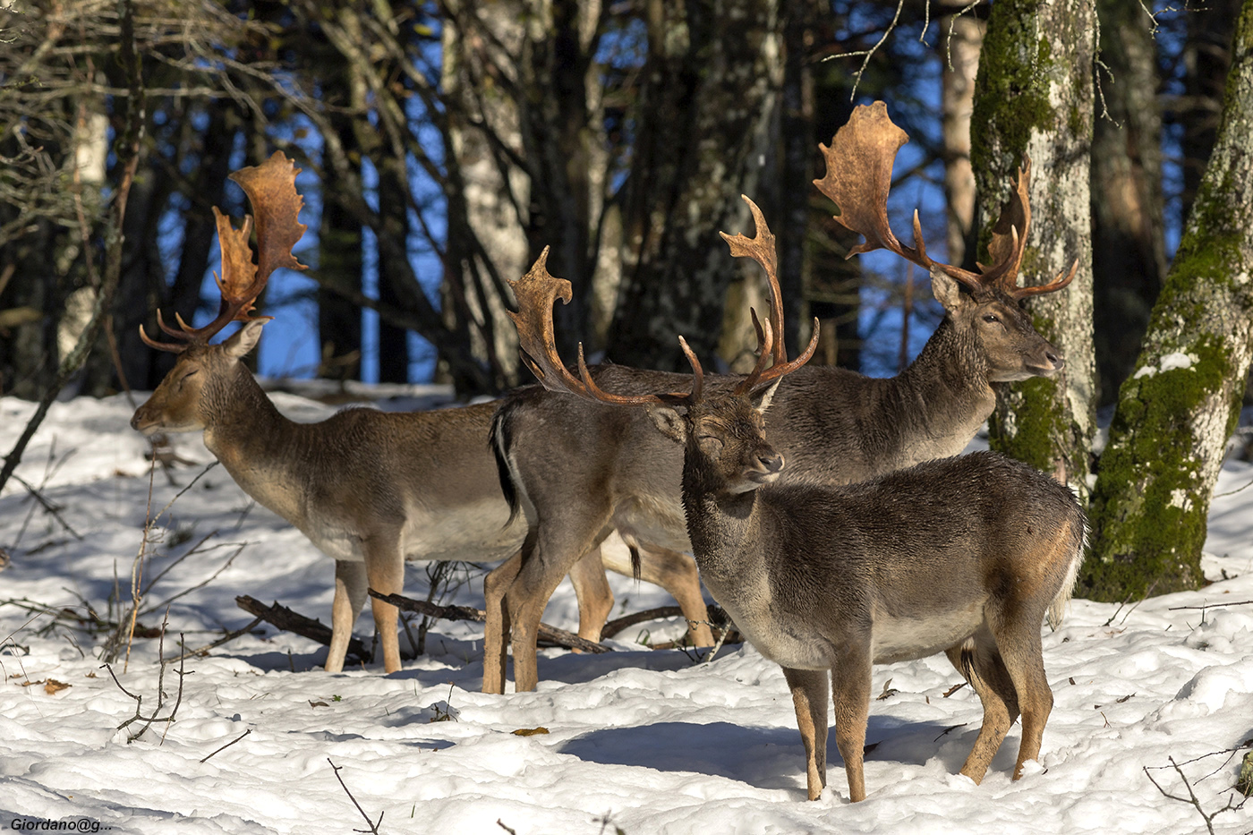 Il trio nella neve..