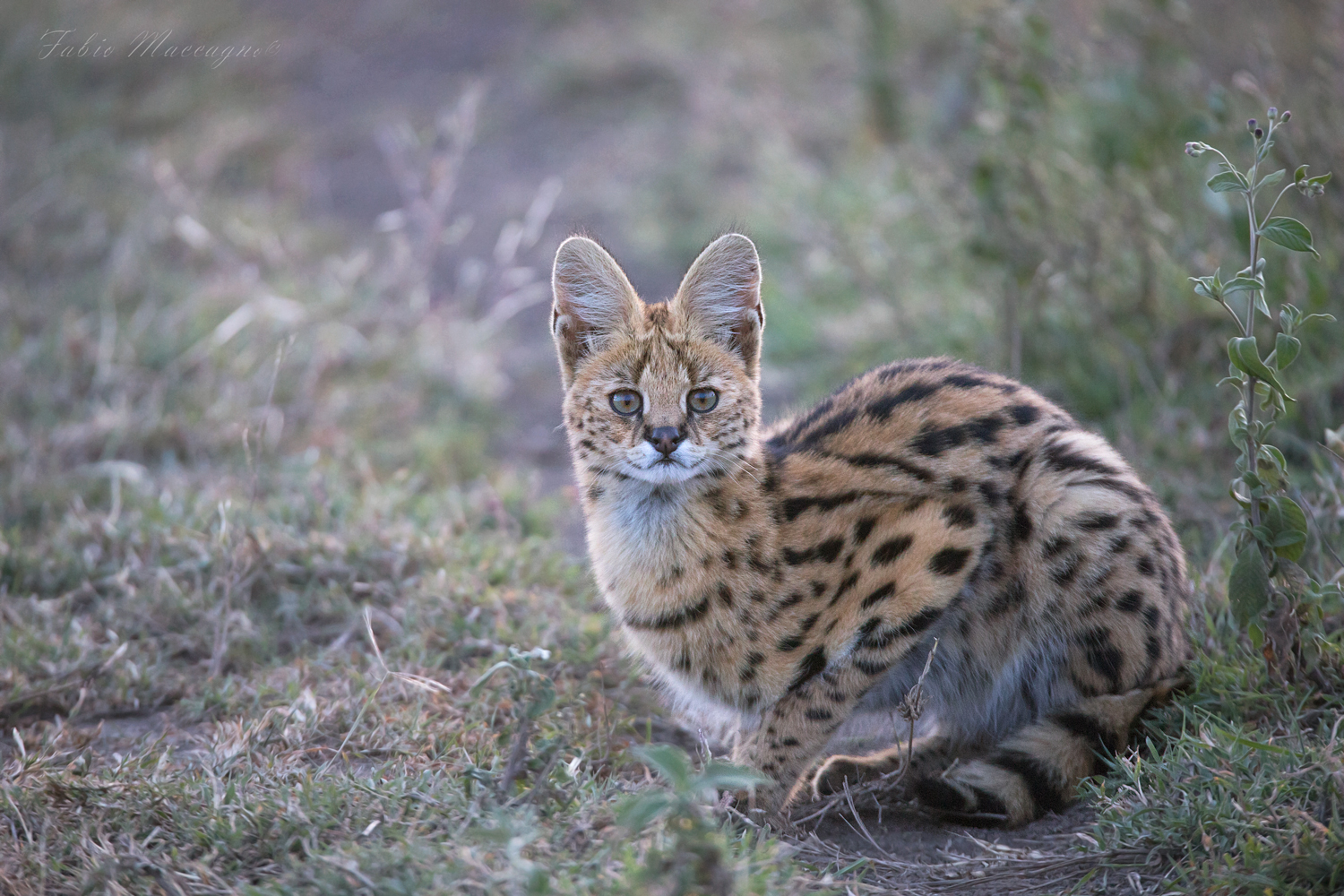 Giovane Serval