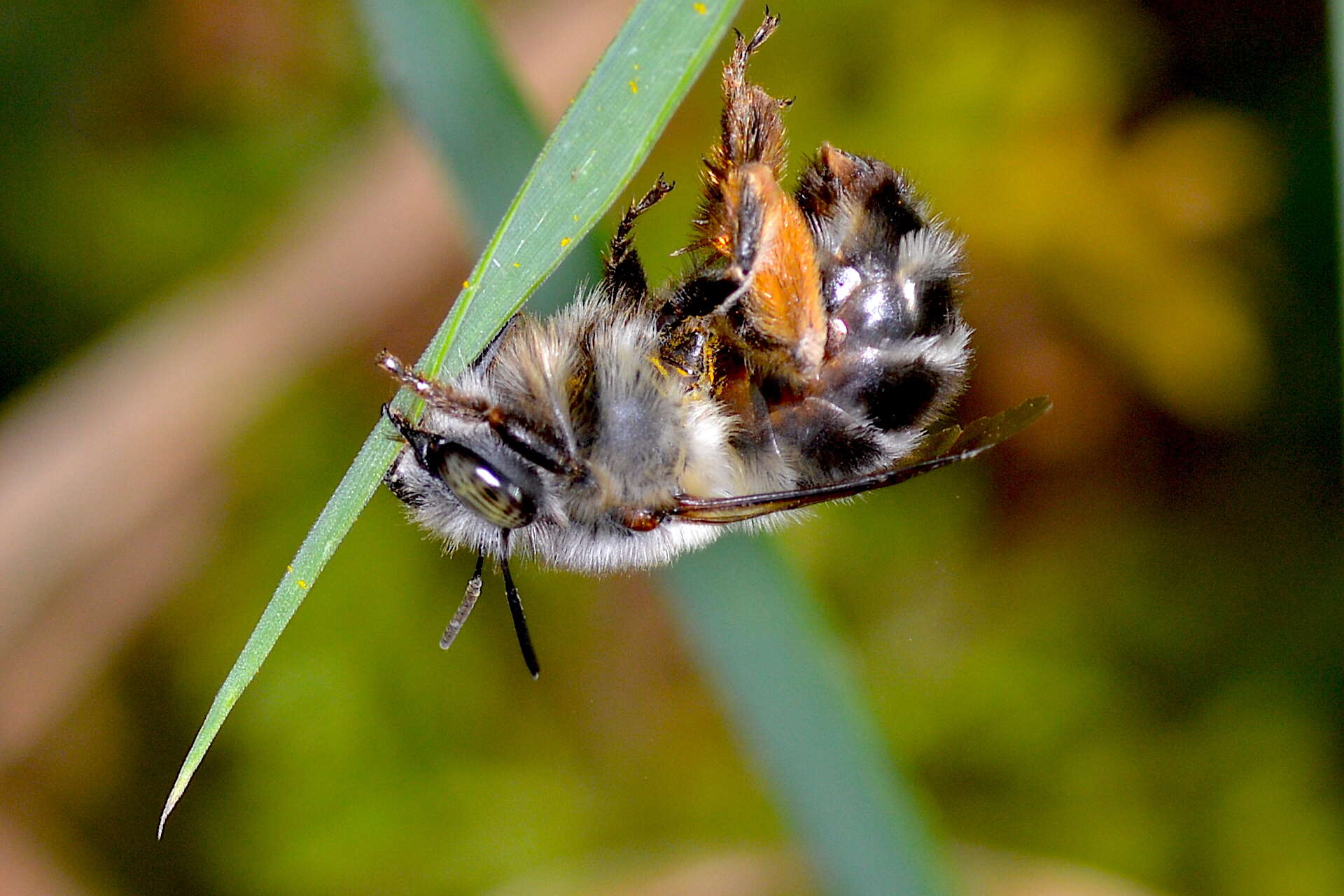Ape su foglia d'erba