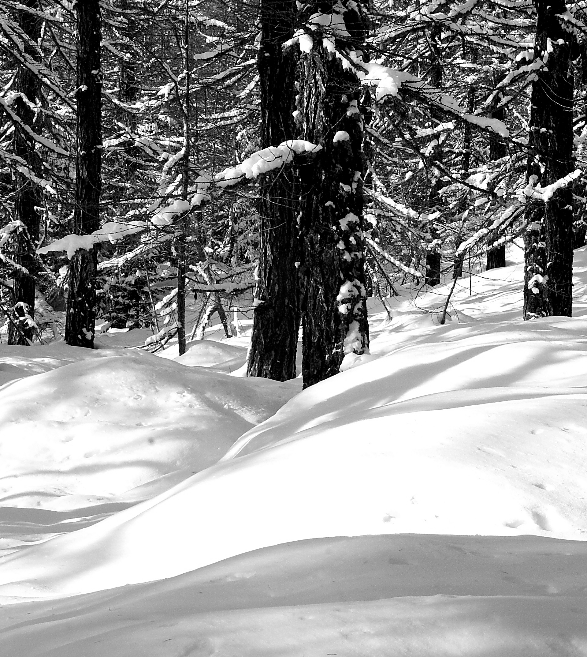 The silence of the forest