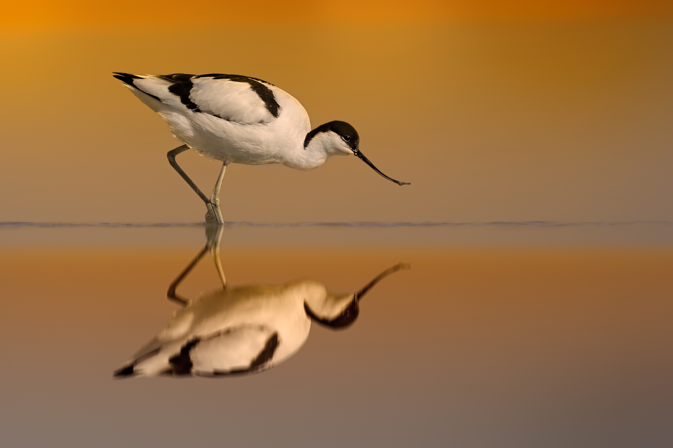 Avocetta