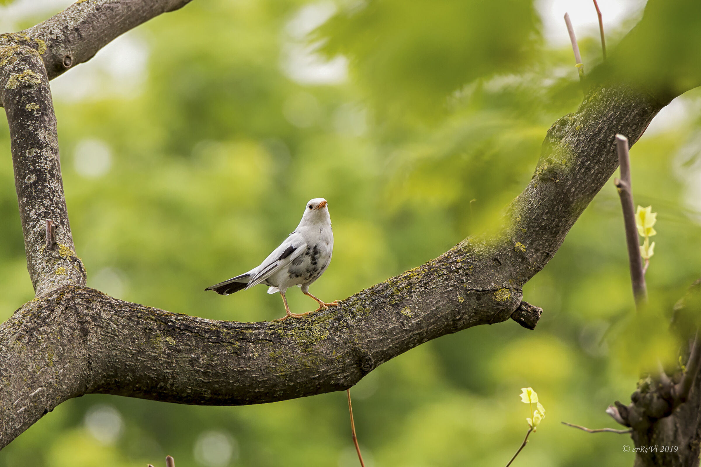 The punishment of the Milanese...