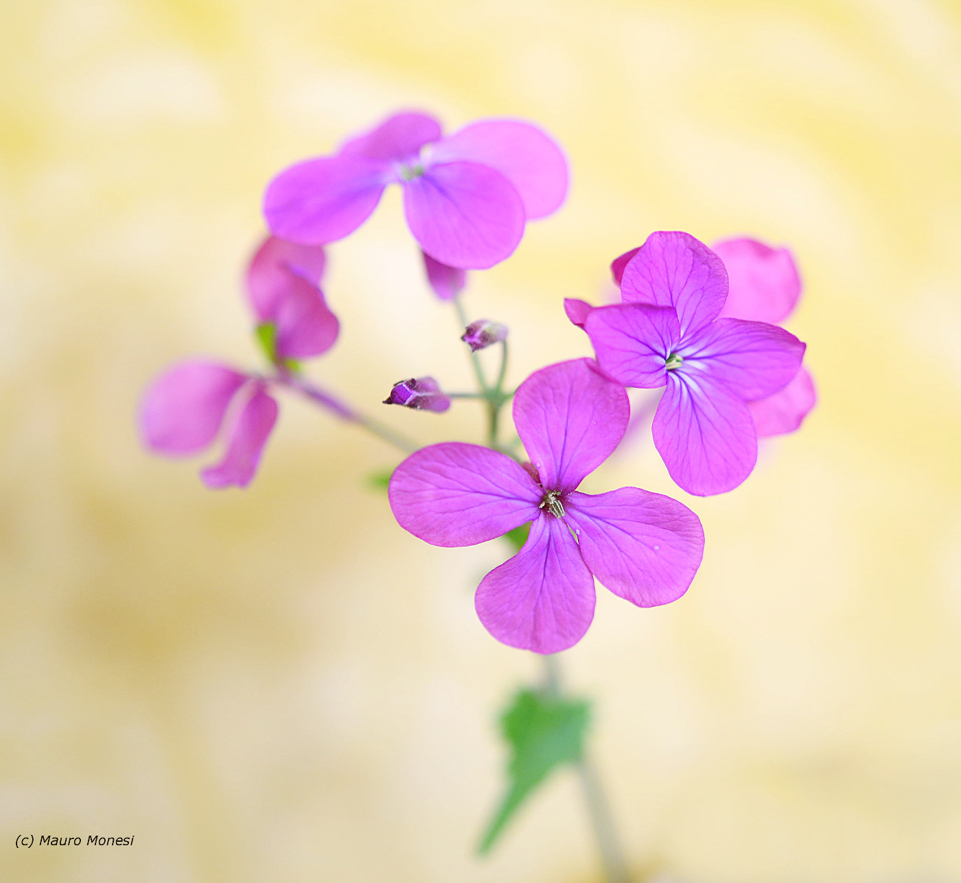 Semplicità illuminata