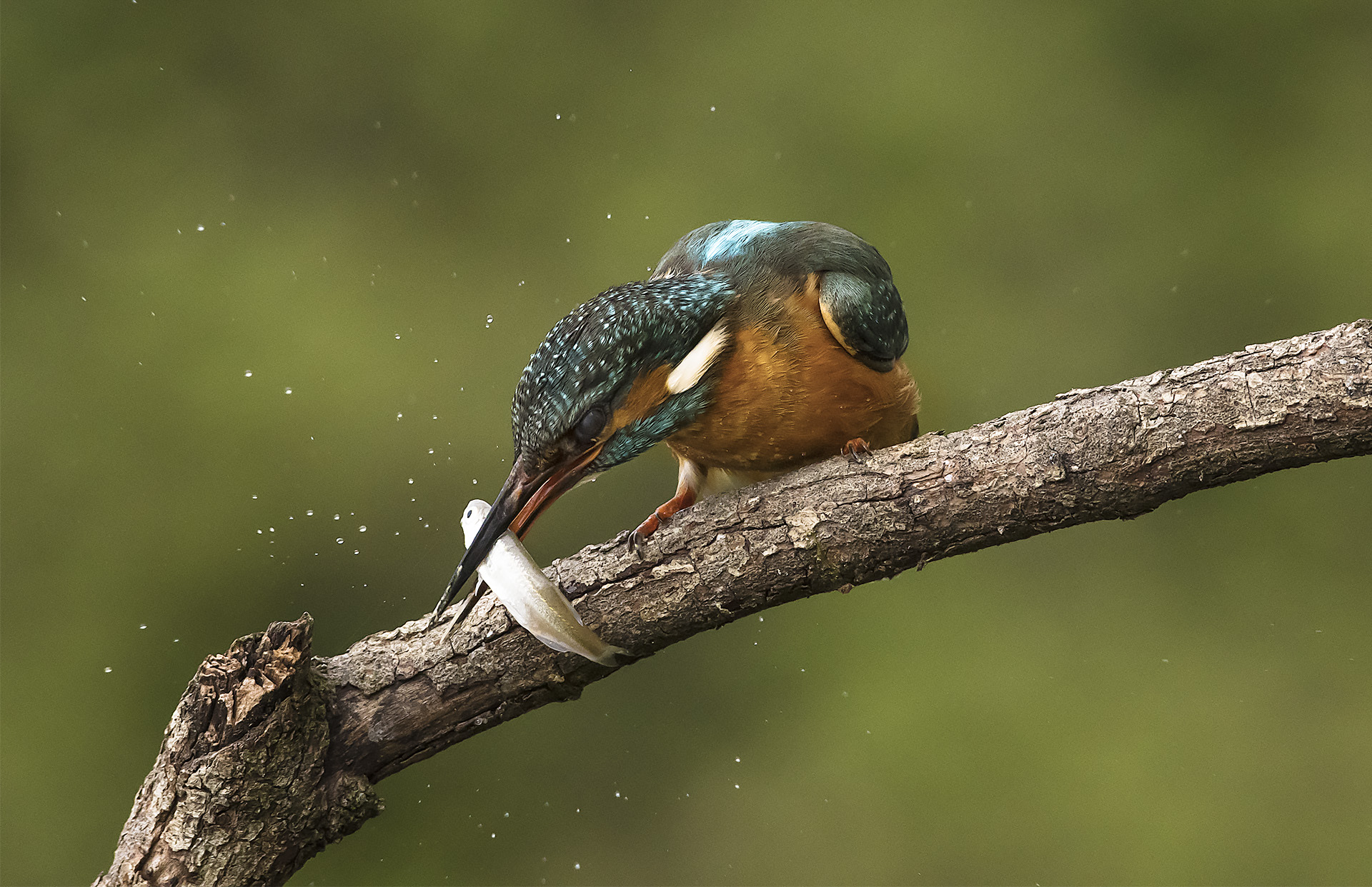 La preparazione del pasto.