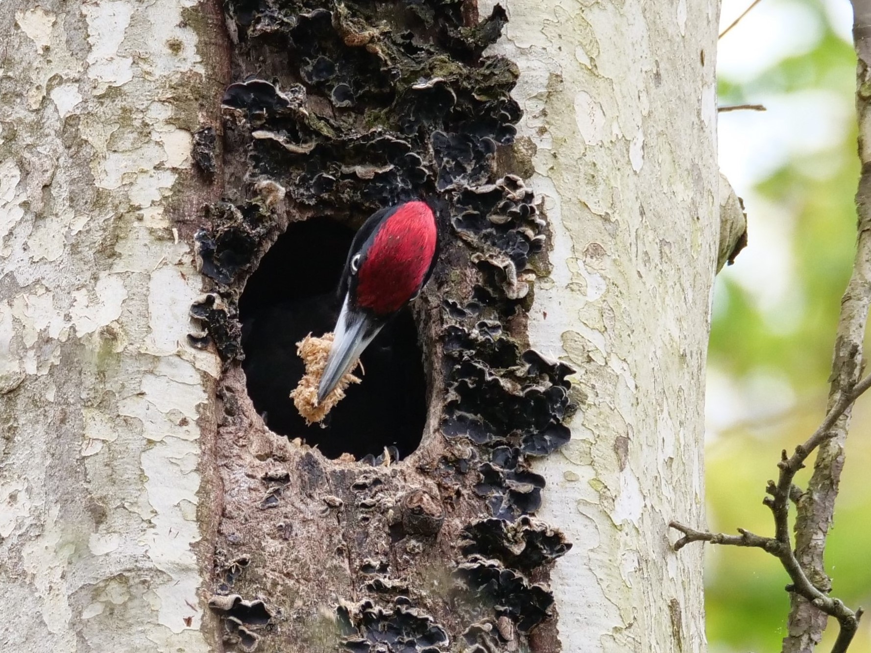 Lavori in corso, Picchio nero (Dryocopus martius)