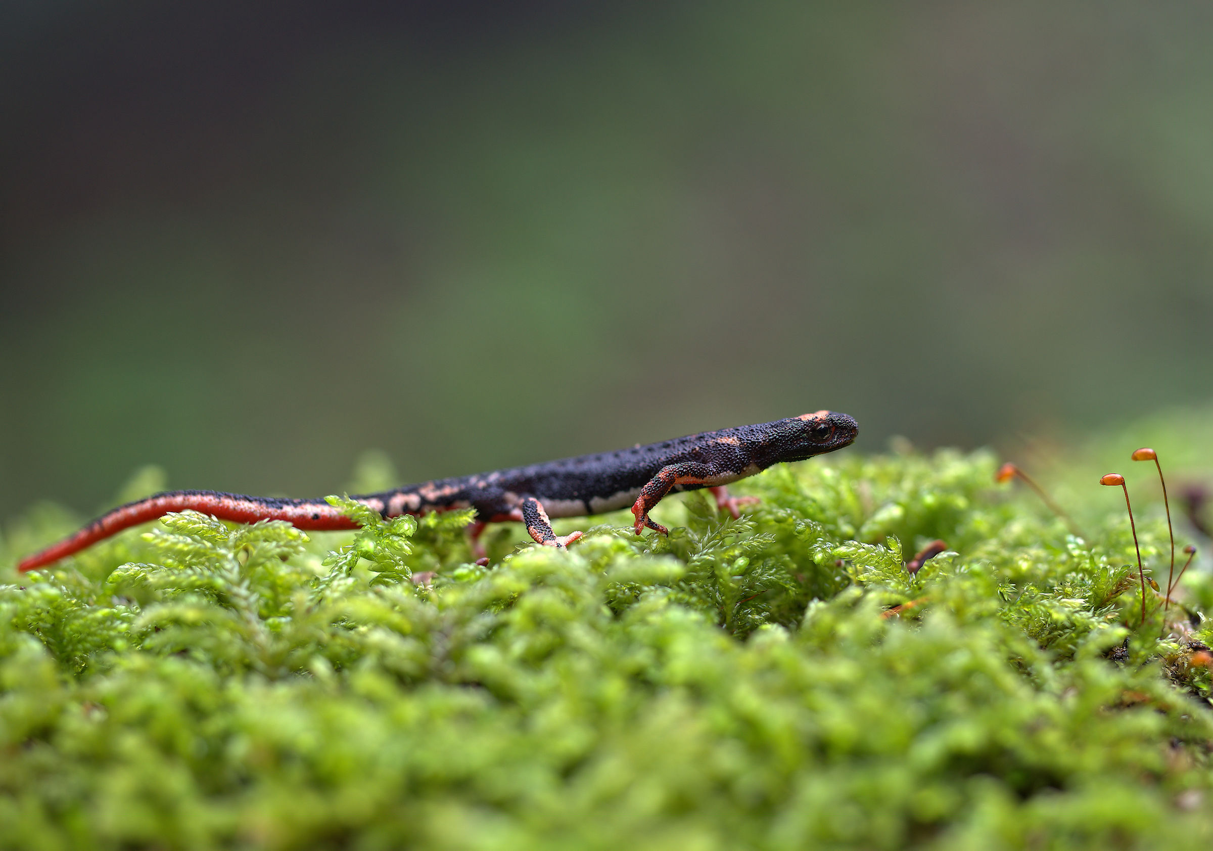 Spectacled Salamander