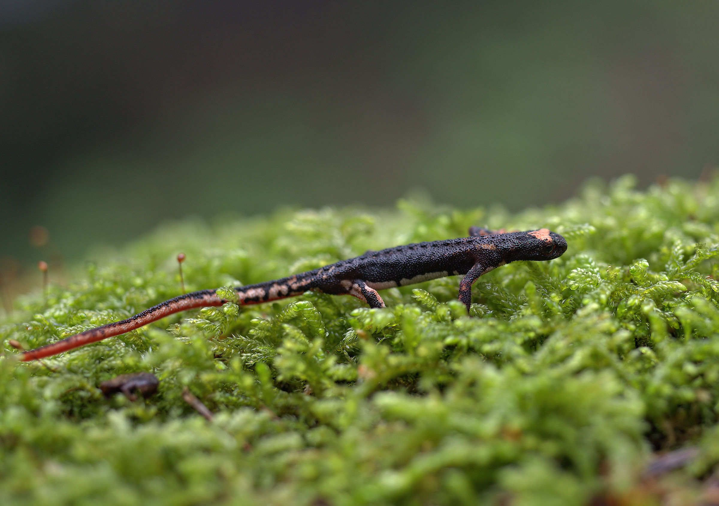 Spectacled Salamander