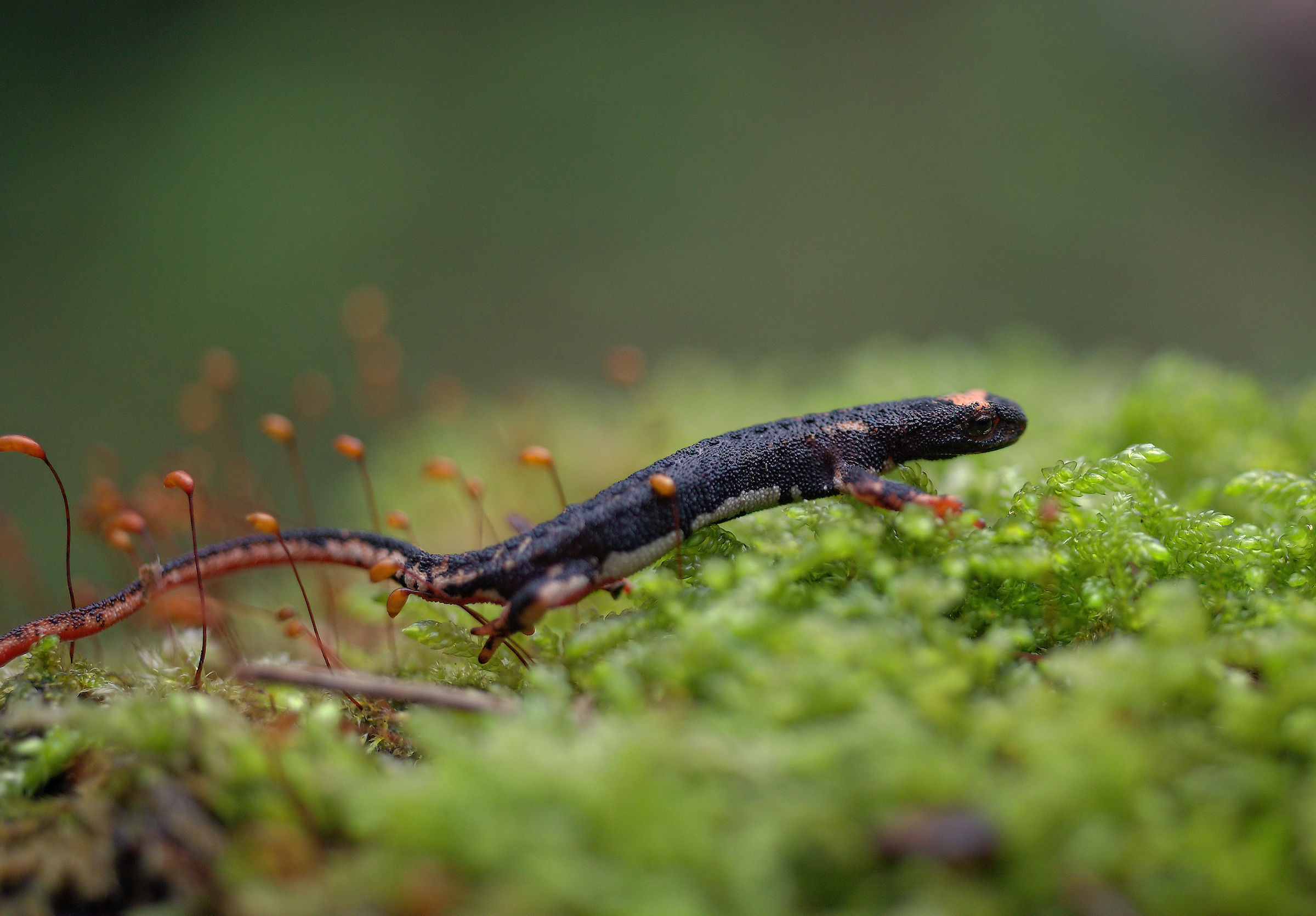 Spectacled Salamander