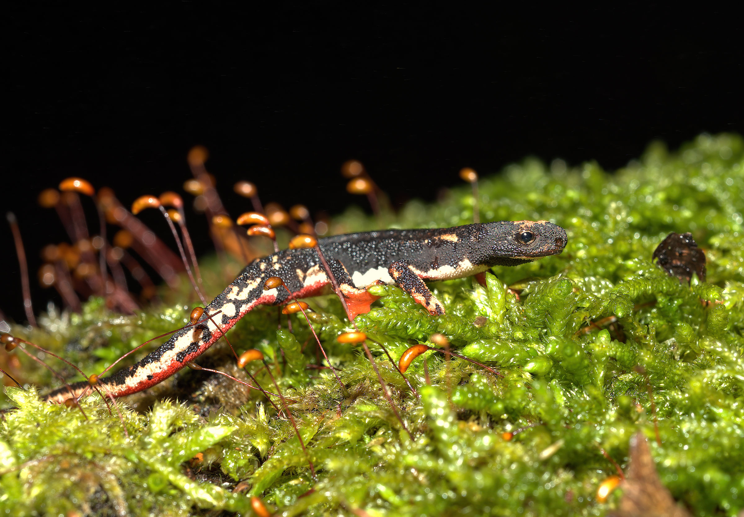 Spectacled Salamander