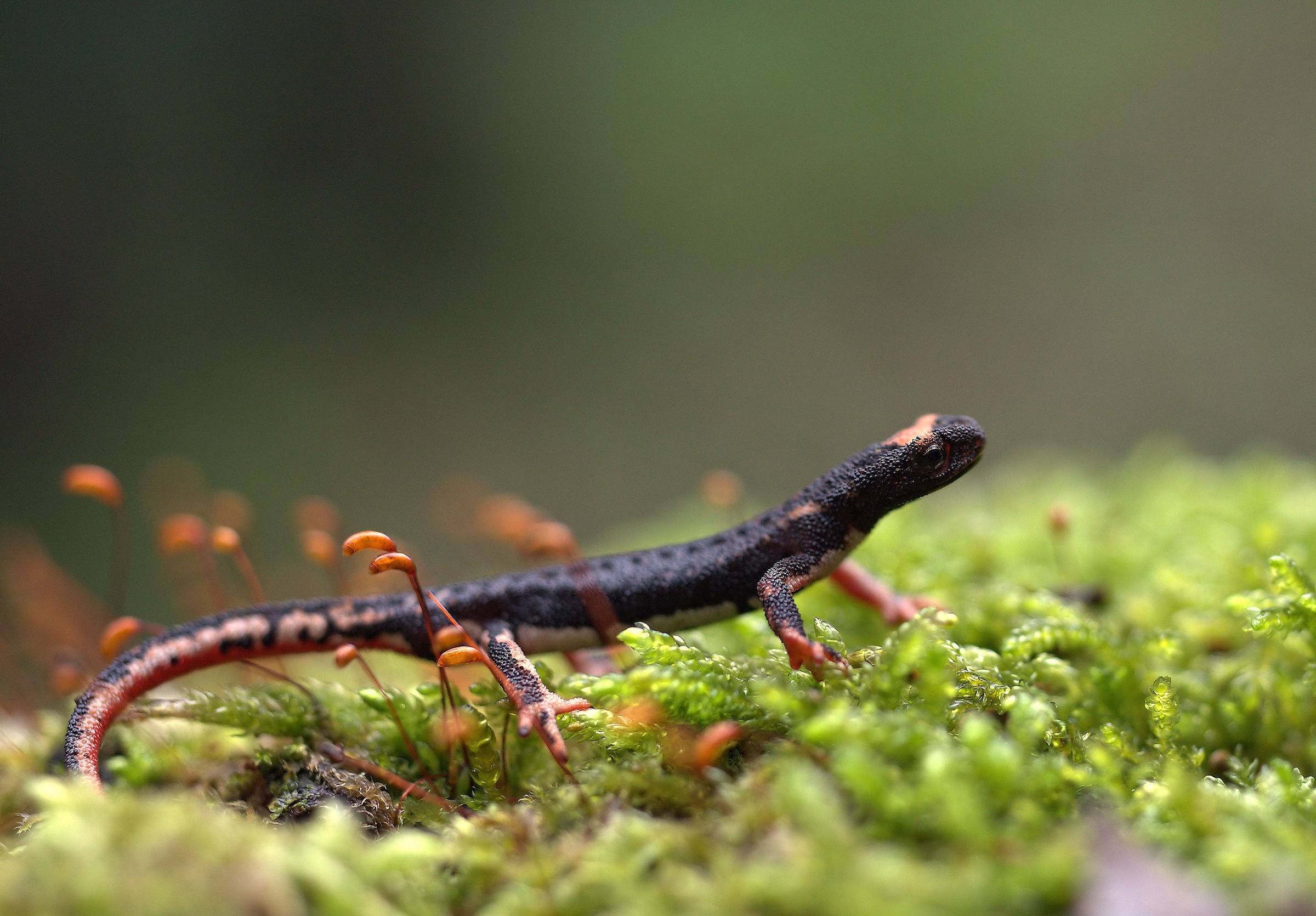 Spectacled Salamander