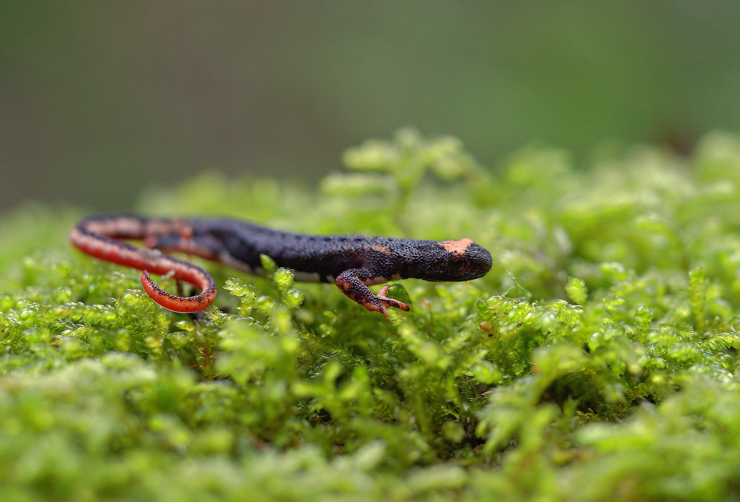 Spectacled Salamander