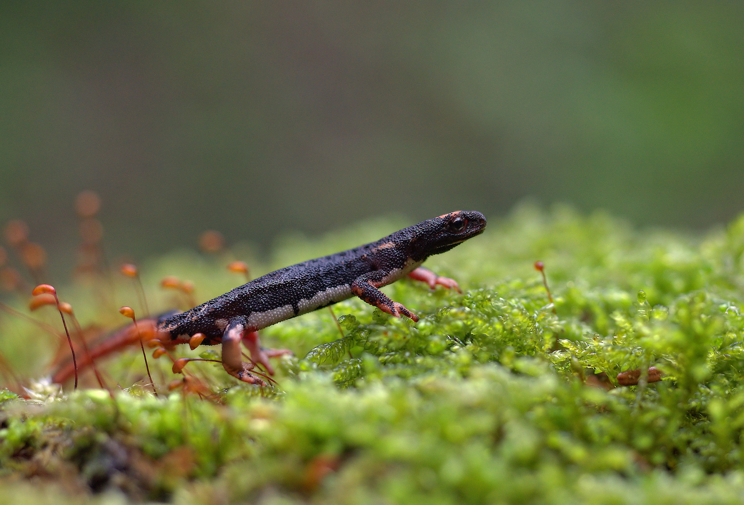 Spectacled Salamander