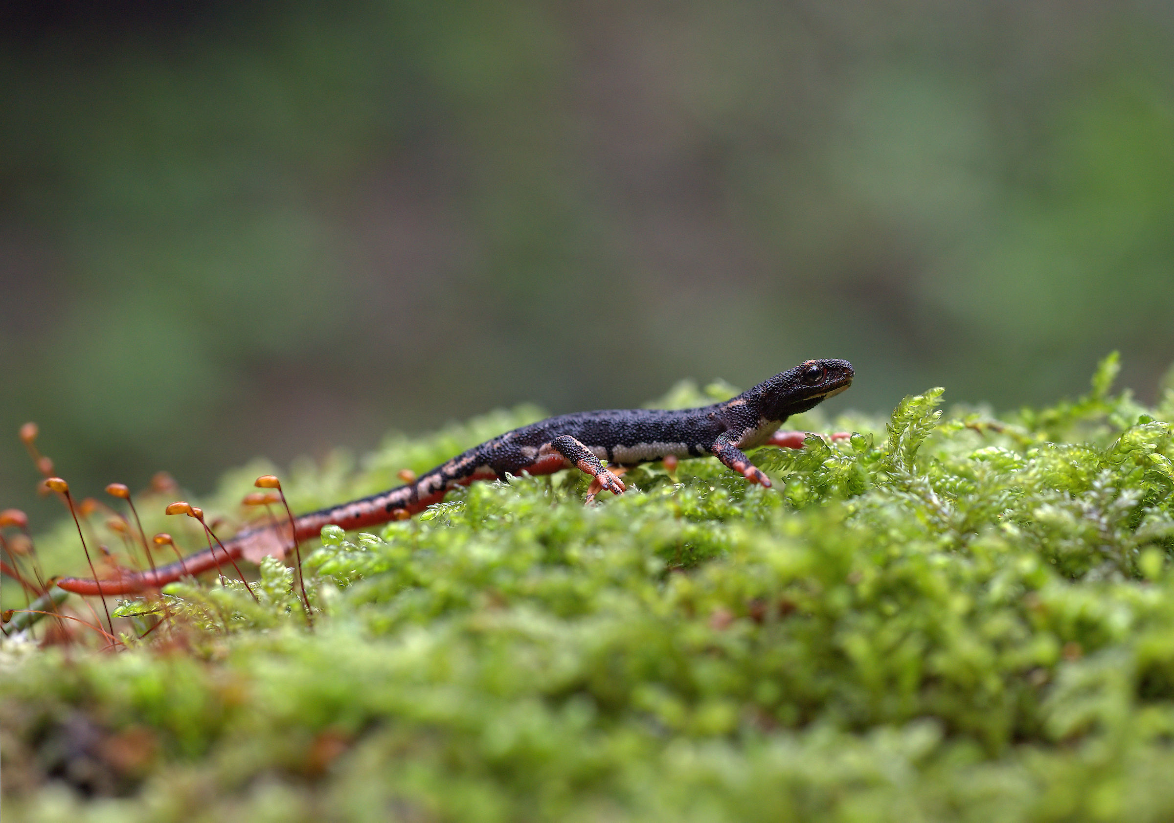 Spectacled Salamander