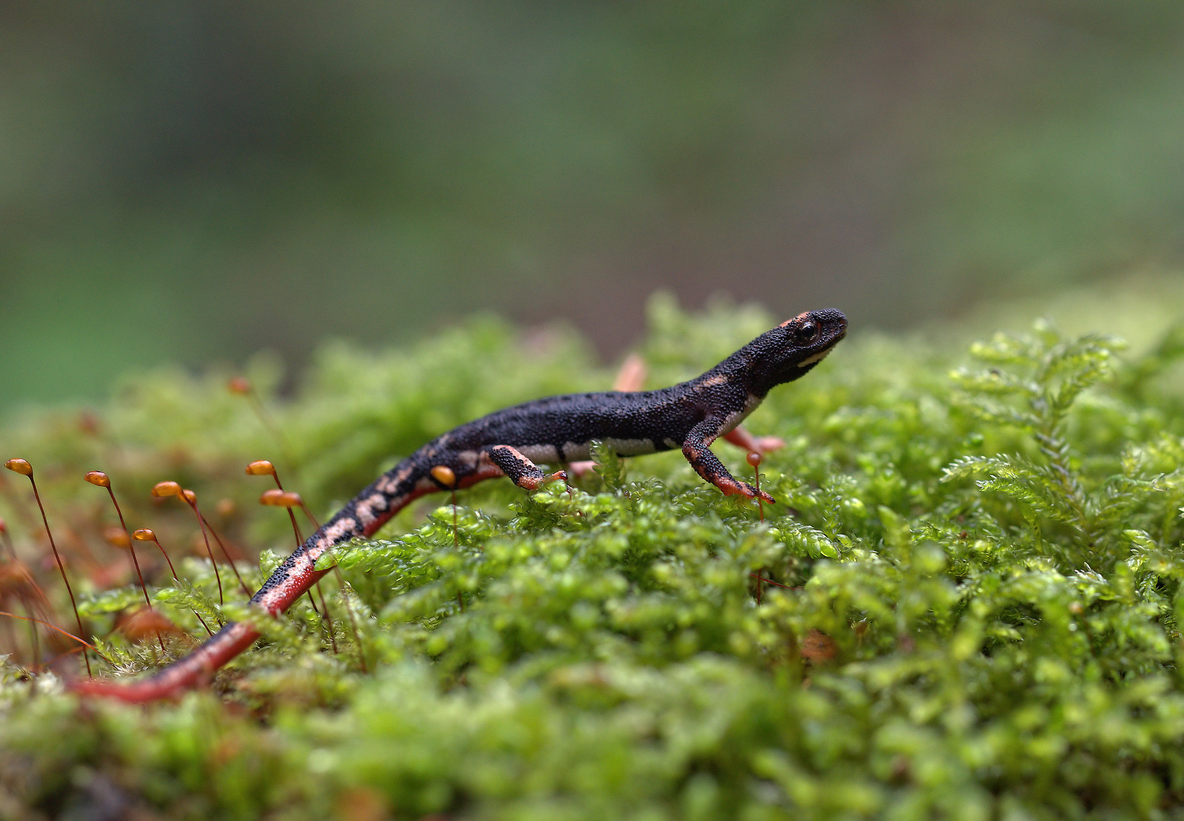 Spectacled Salamander