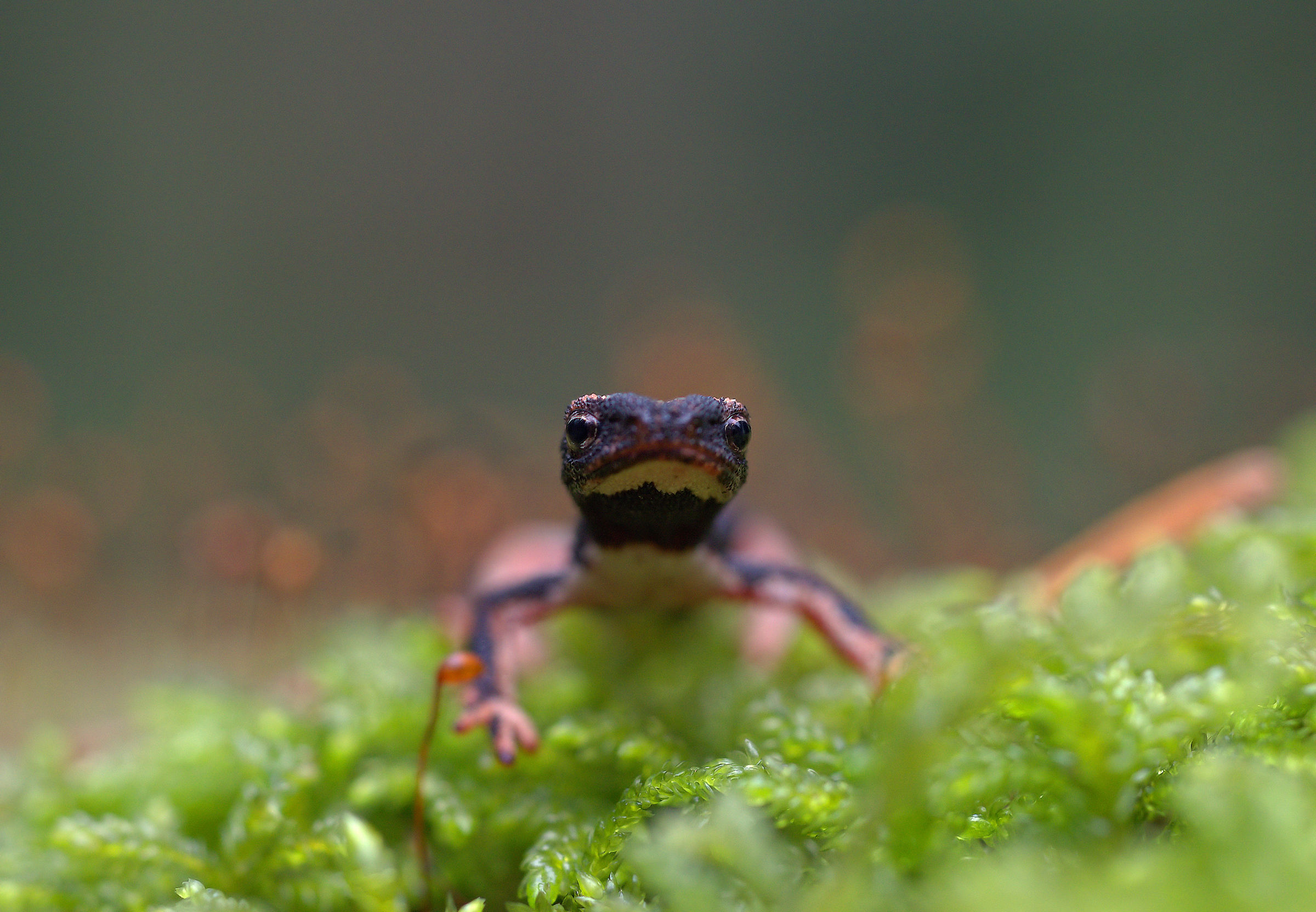 Spectacled Salamander