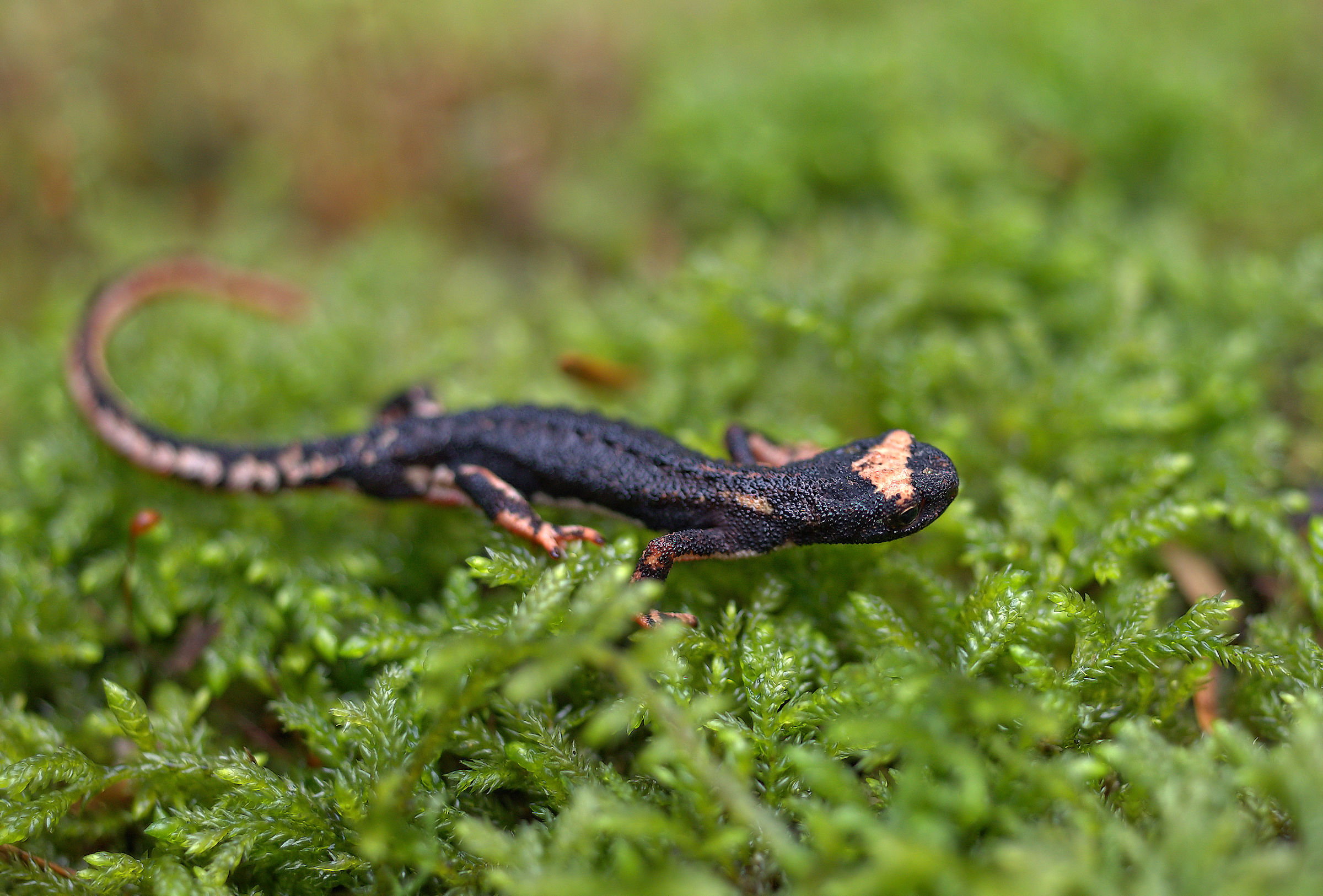 Spectacled Salamander