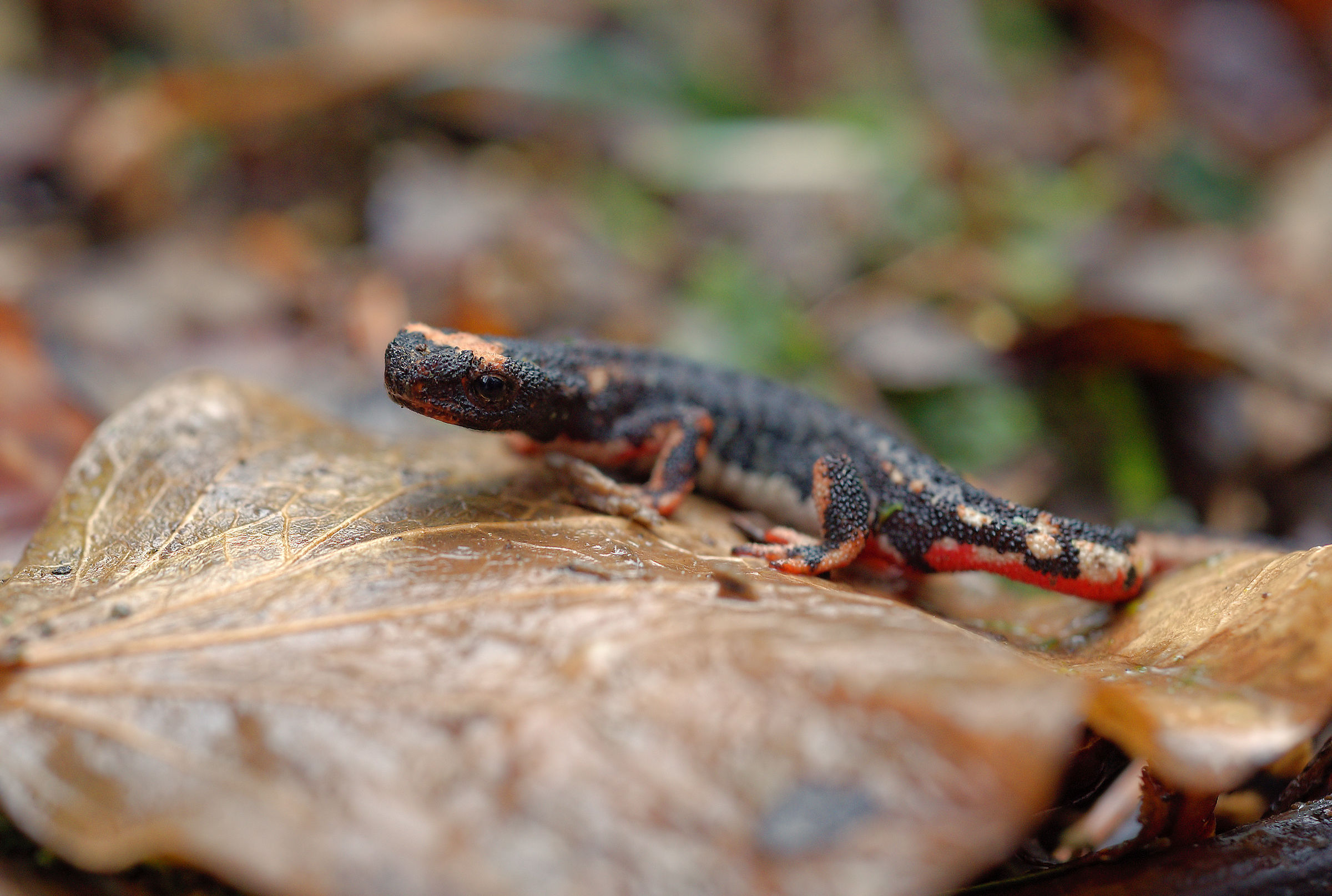 Spectacled Salamander