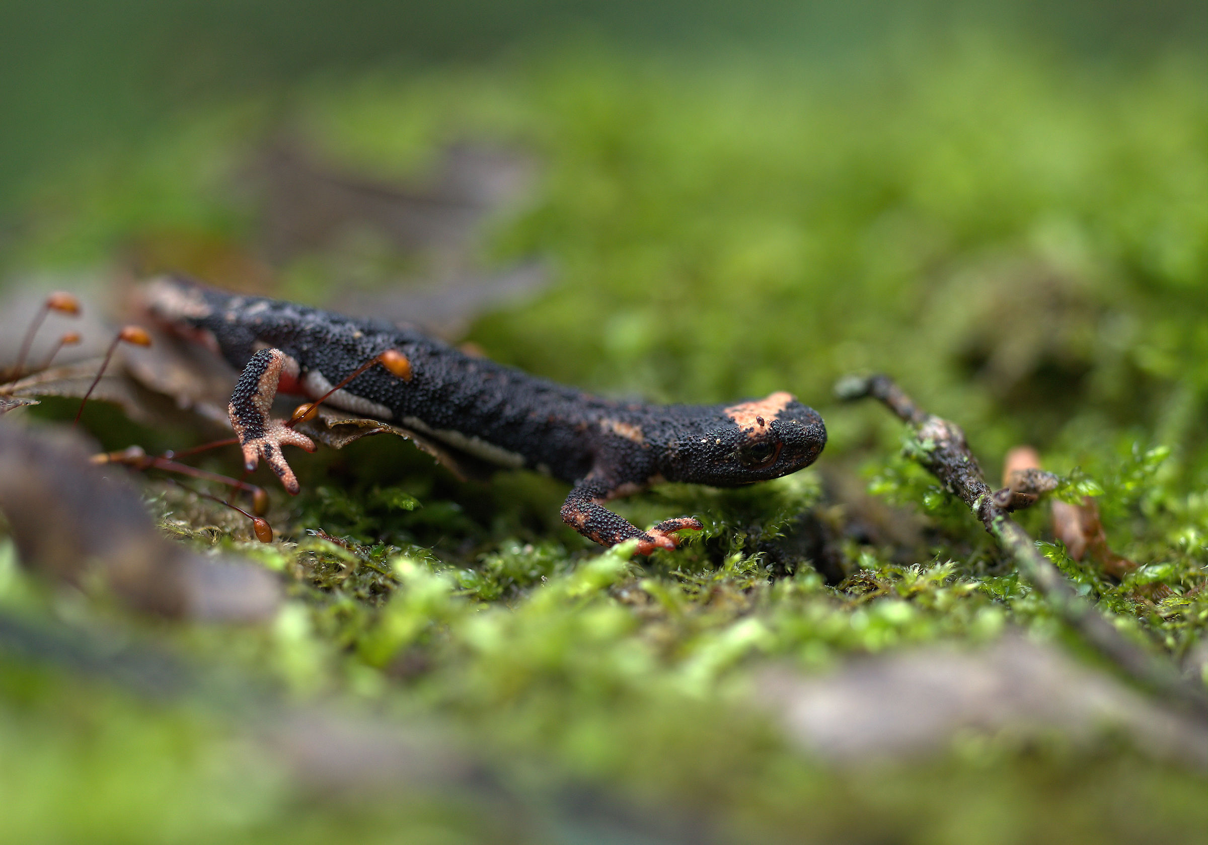 Spectacled Salamander