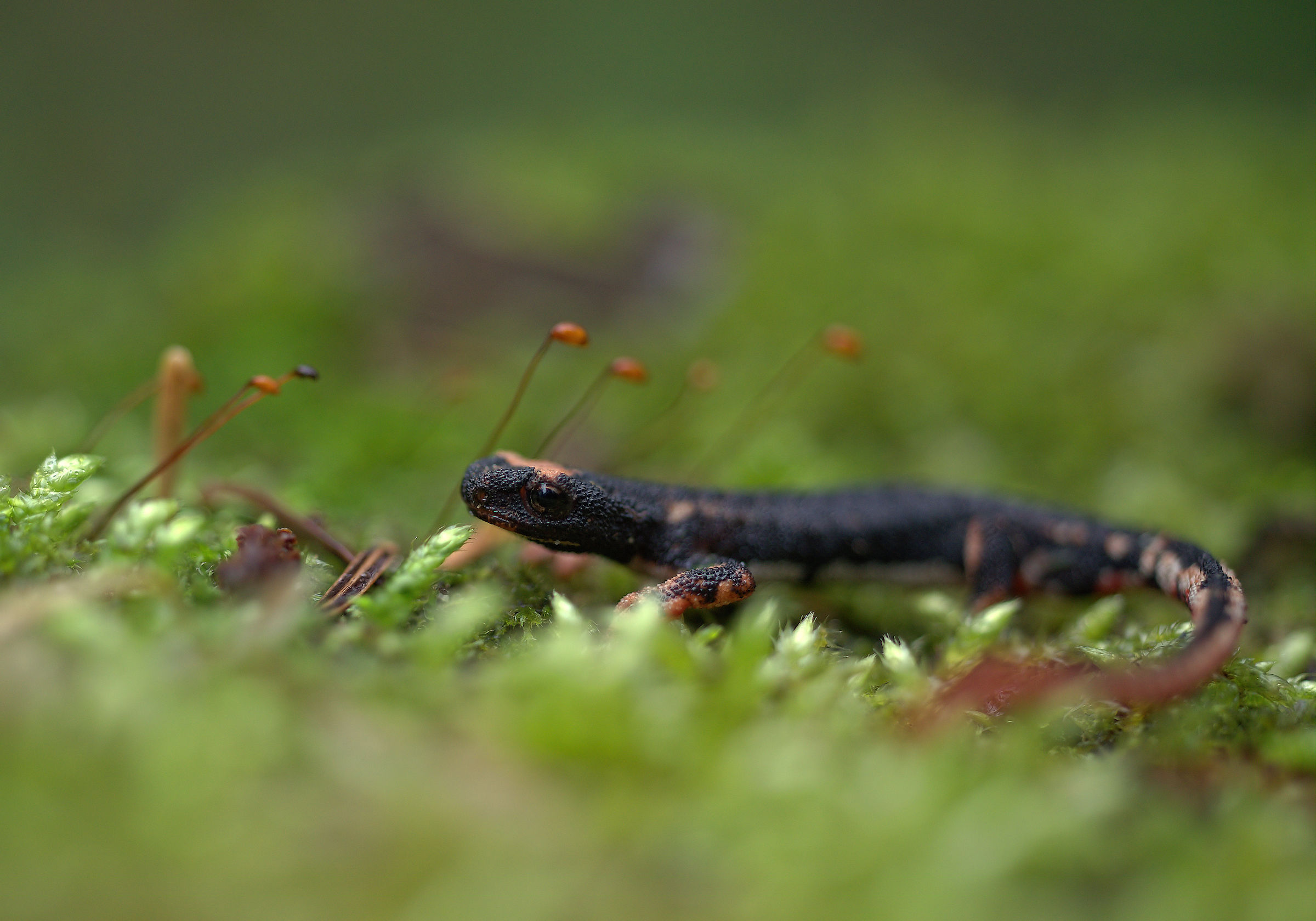 Salamandrina dagli occhiali