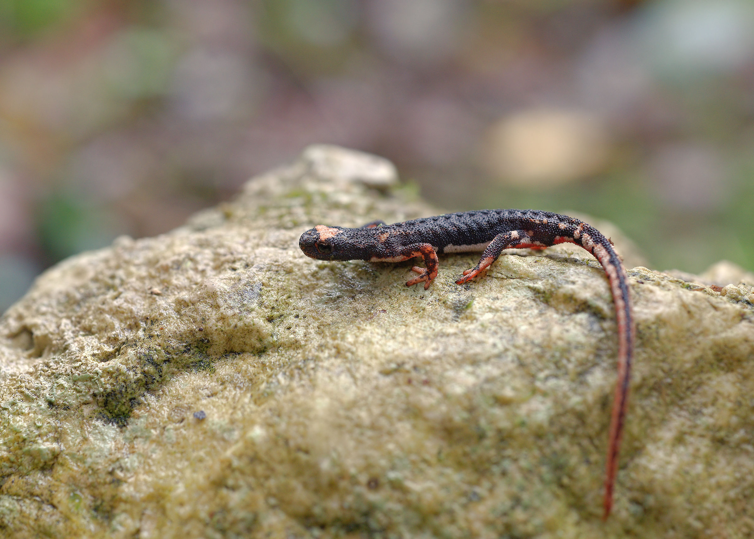 Salamandrina dagli occhiali