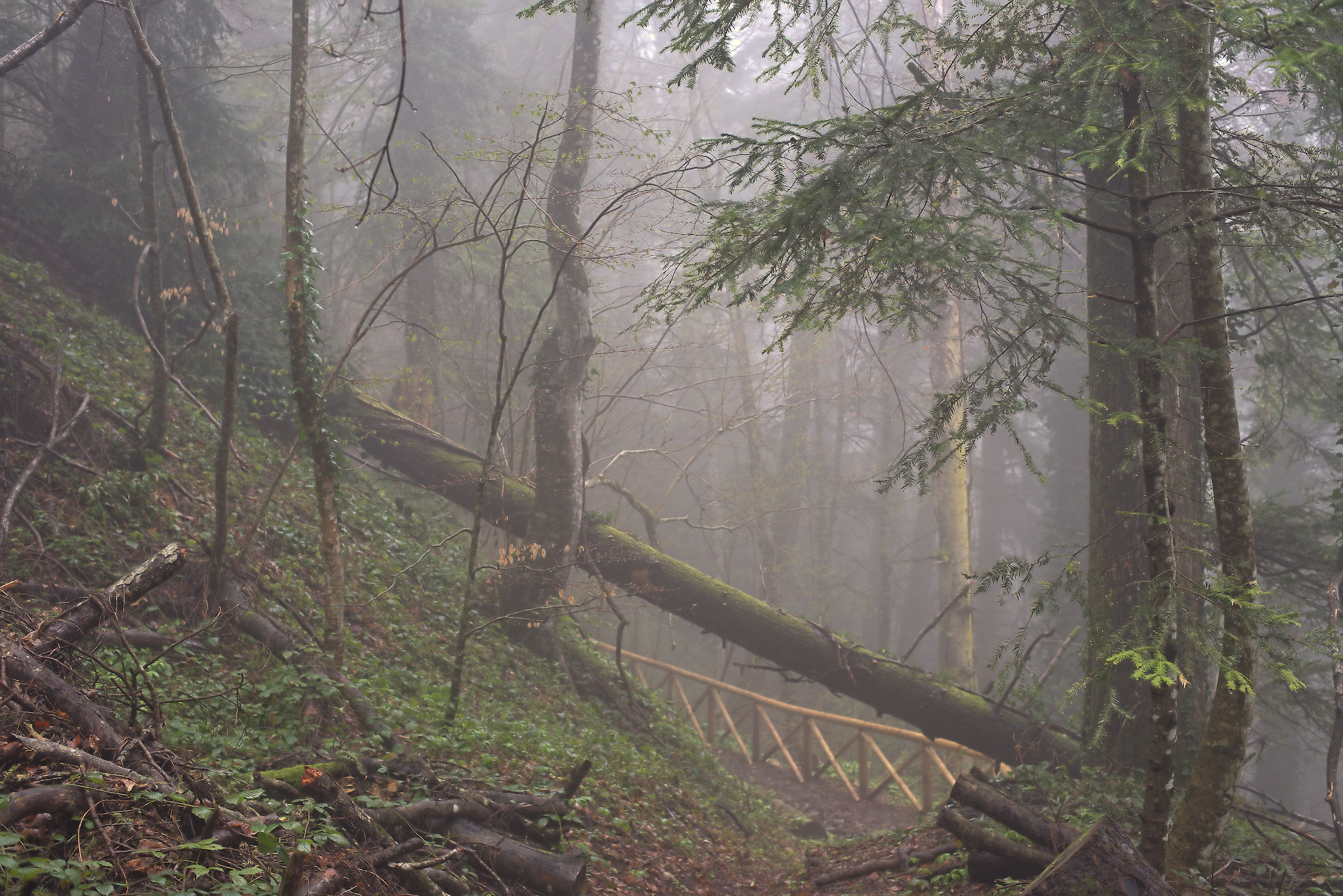Foresta sulla Maiella