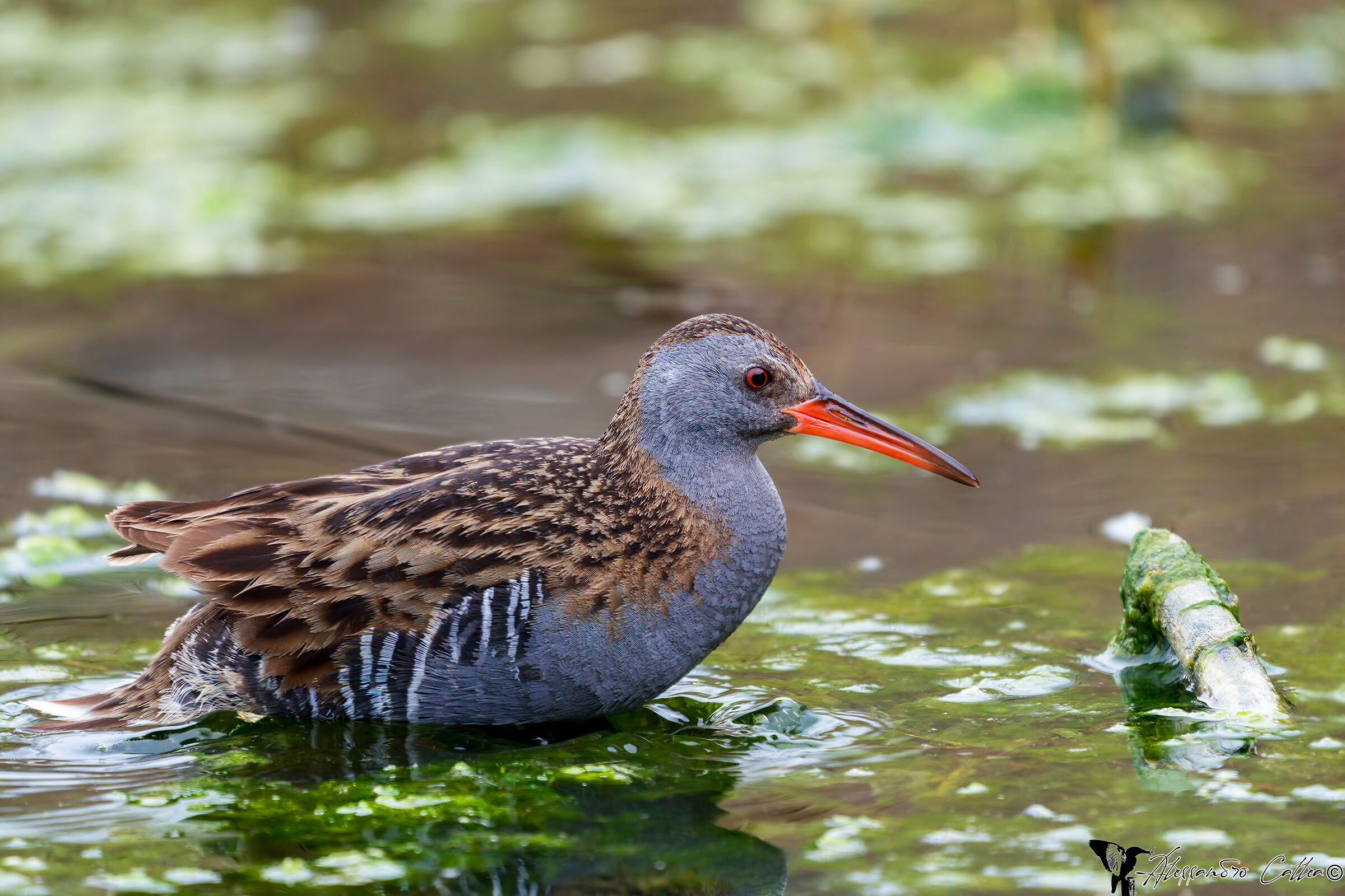 Water Rail
