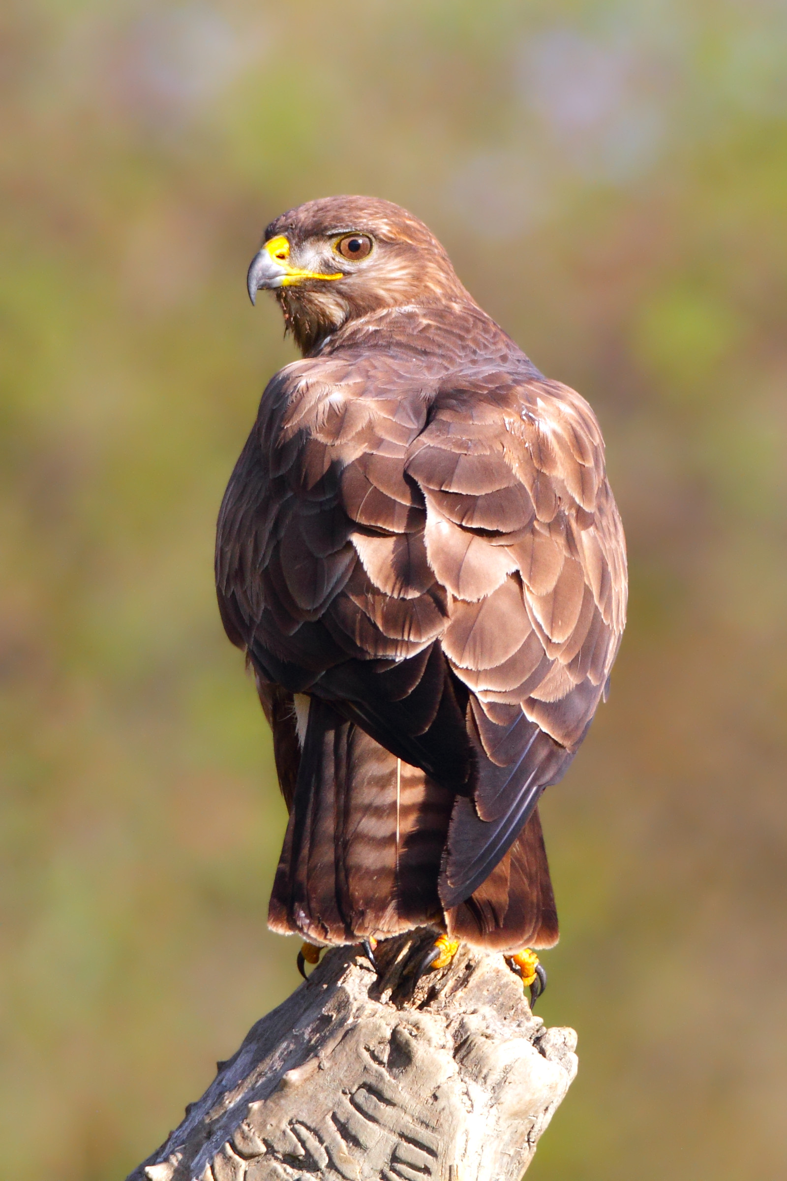 La Poiana al capannino: taglio verticale