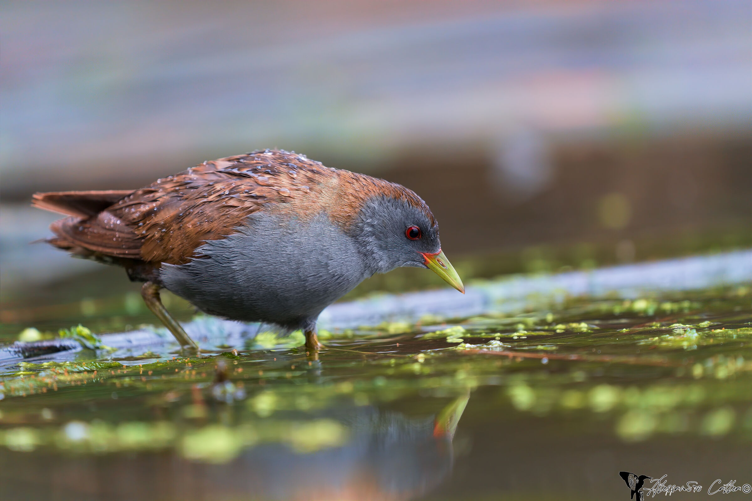 Crake (M)