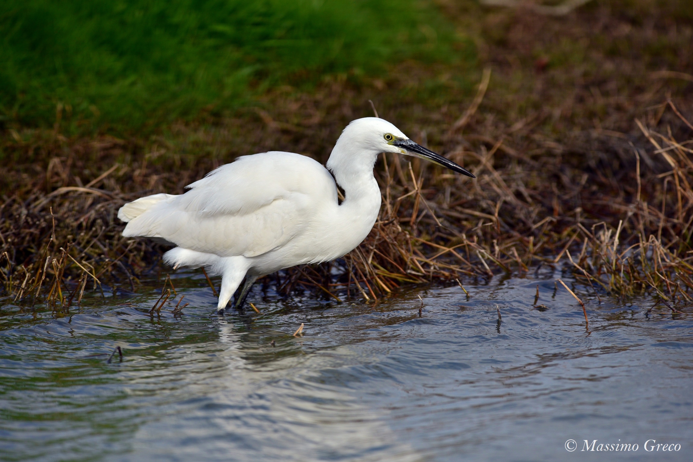 Egret