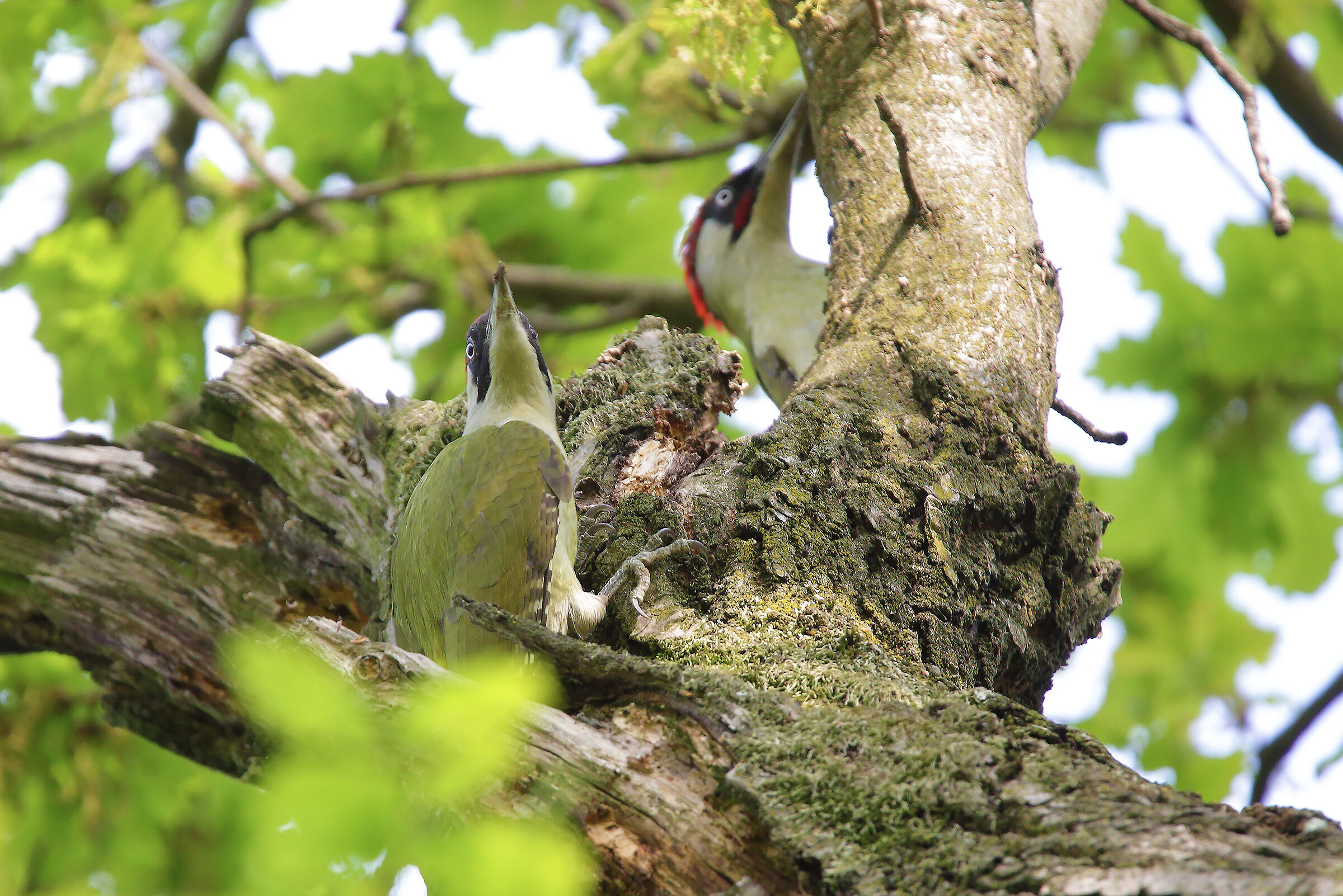 Female male I create them...