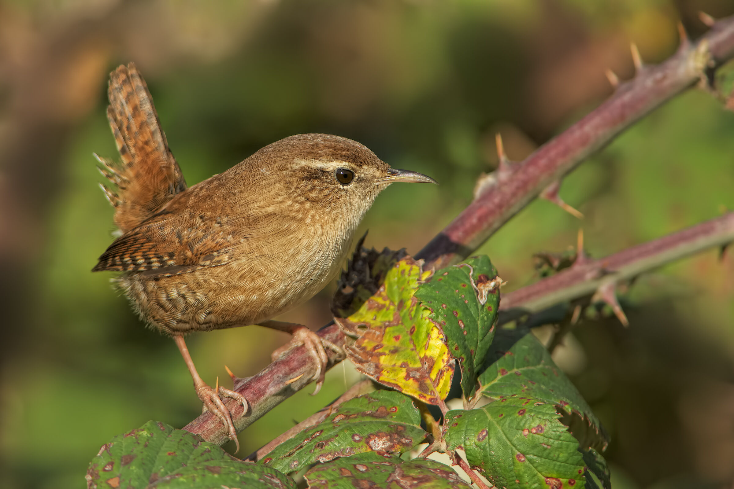 Wren (Troglodytes troglodytes)