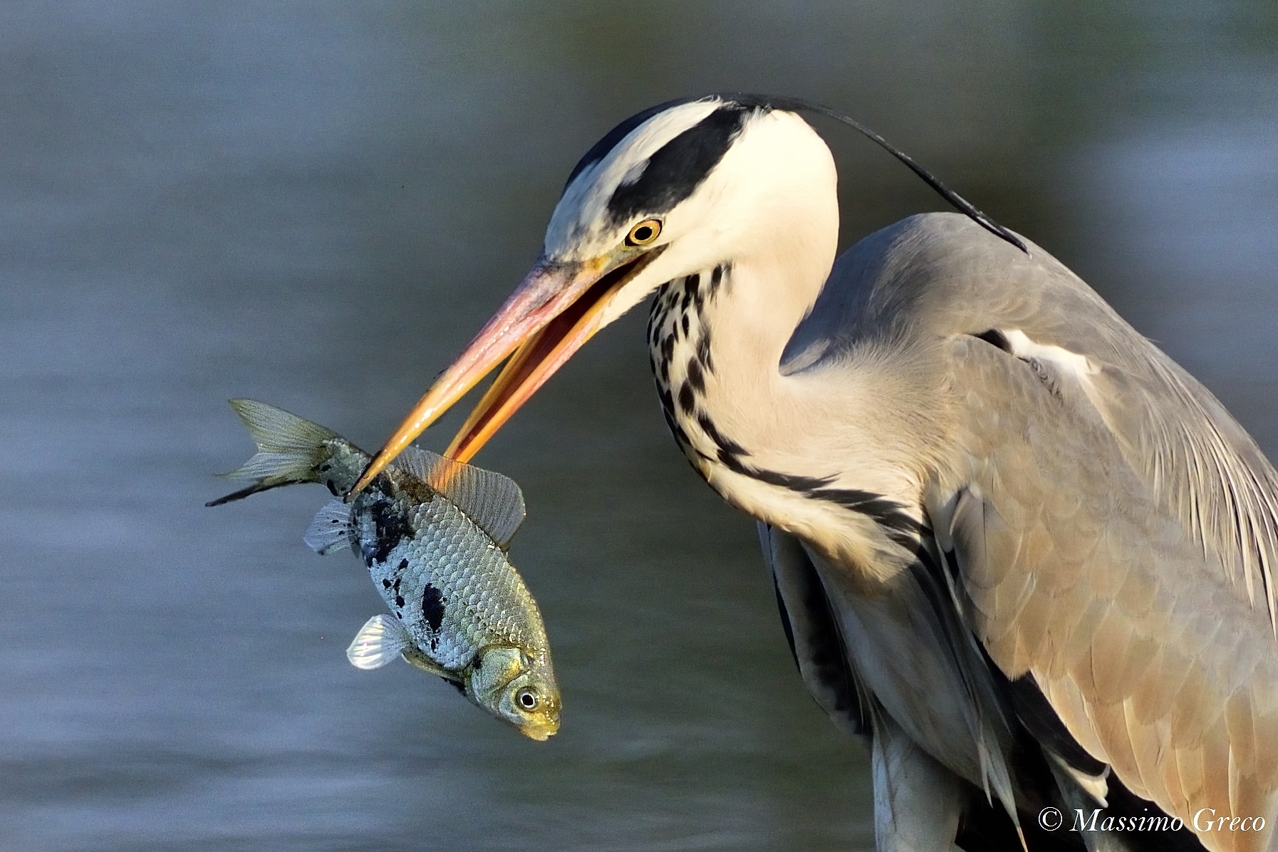 Beautiful Fishing at dawn! Grey Heron