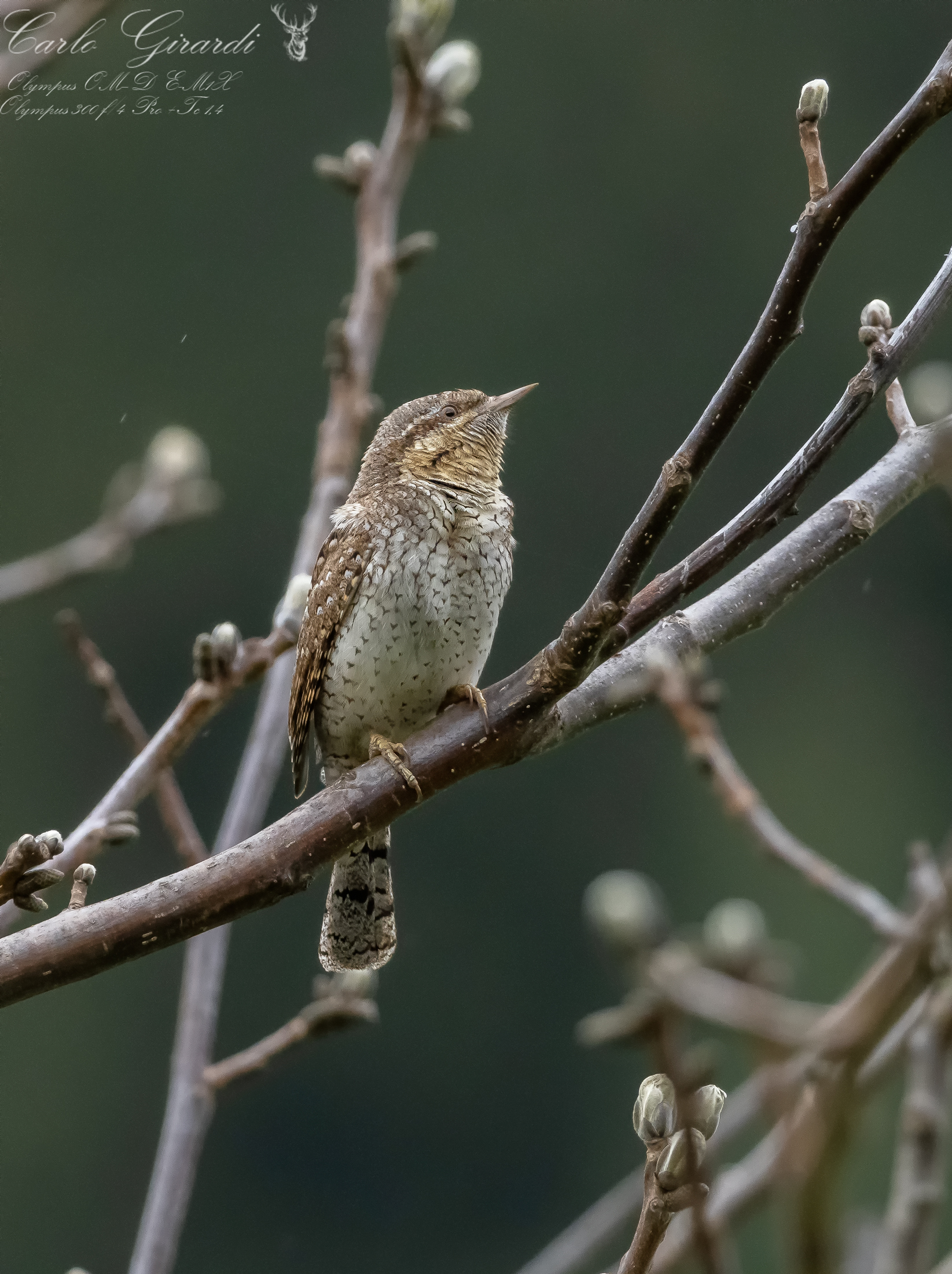 Torcicollo  Jynx torquilla