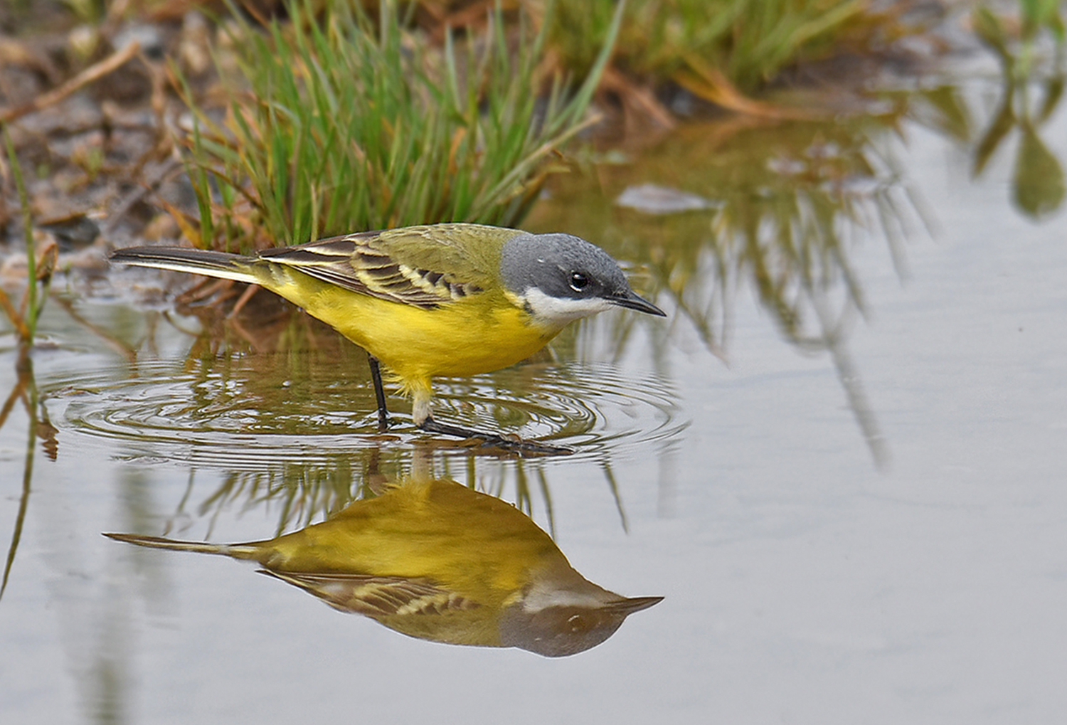 Cutrettola capocenerino