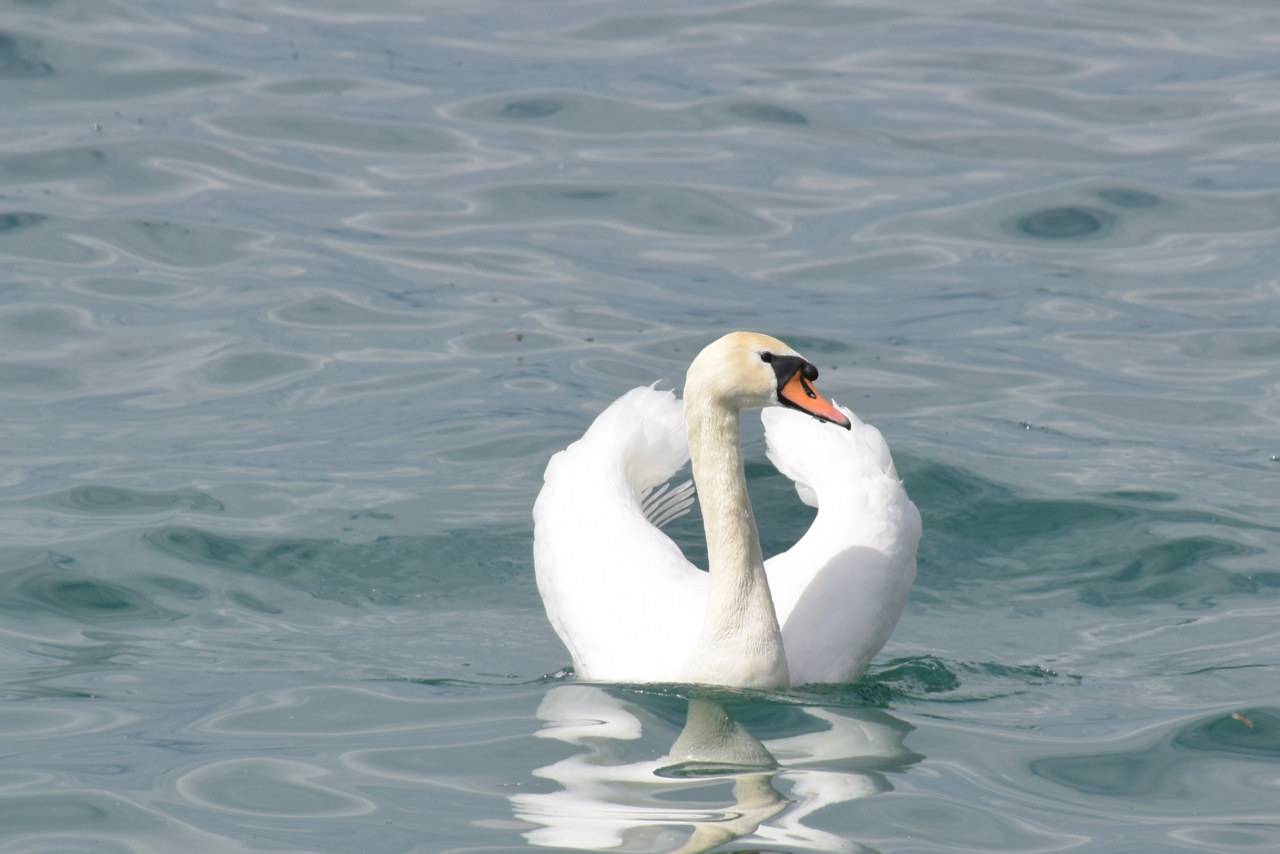 Am I handsome or not?