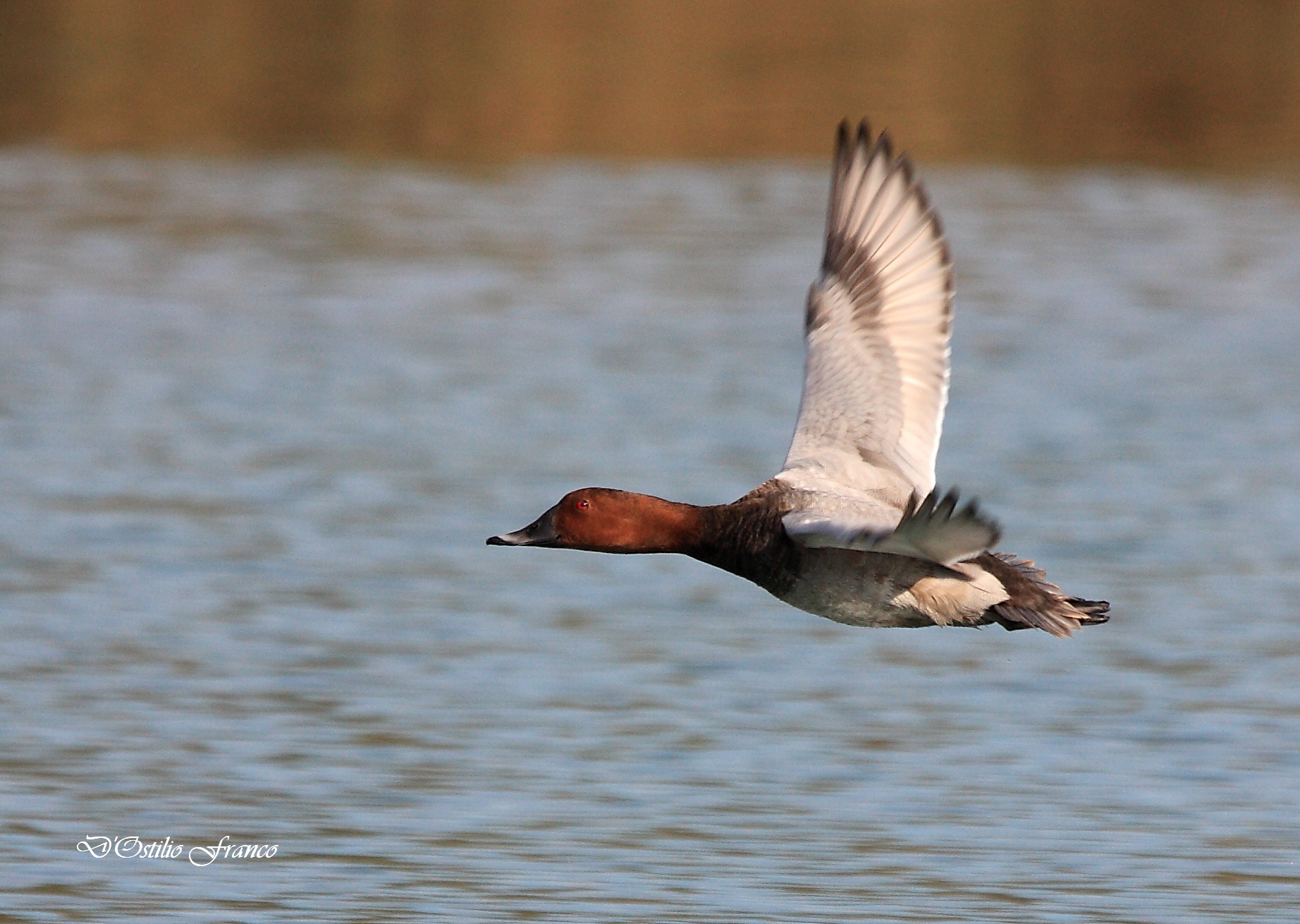 Pochard