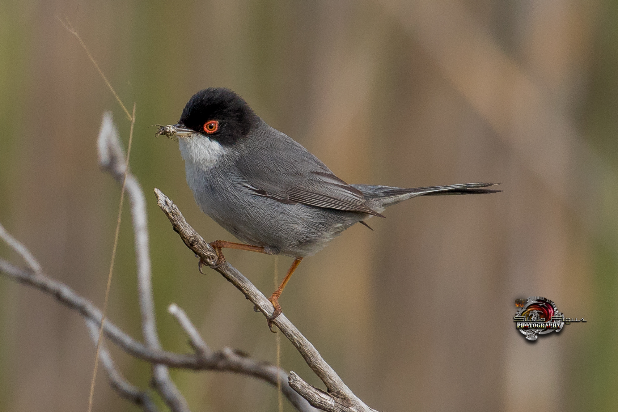 Occhiocotto fa merenda