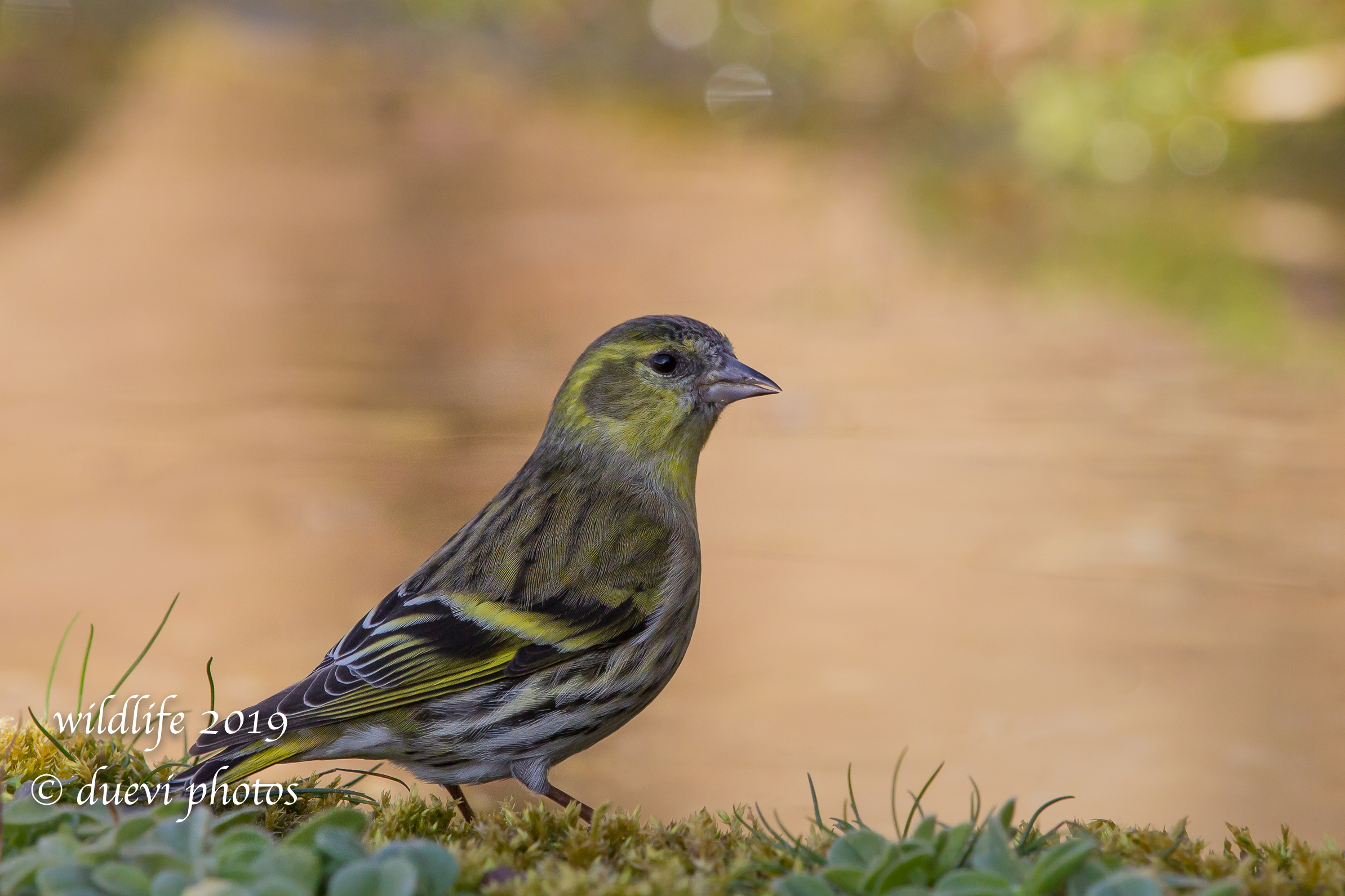 Carduelis Spinus