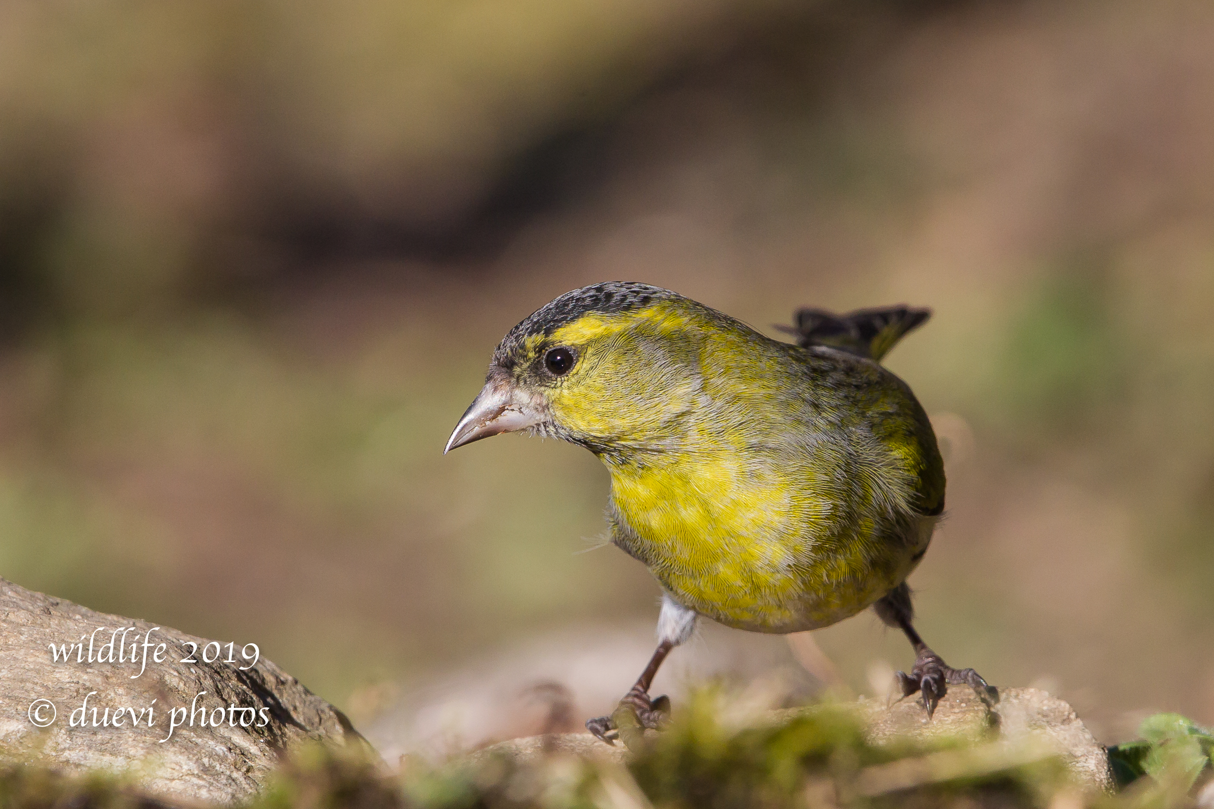 Carduelis Spinus