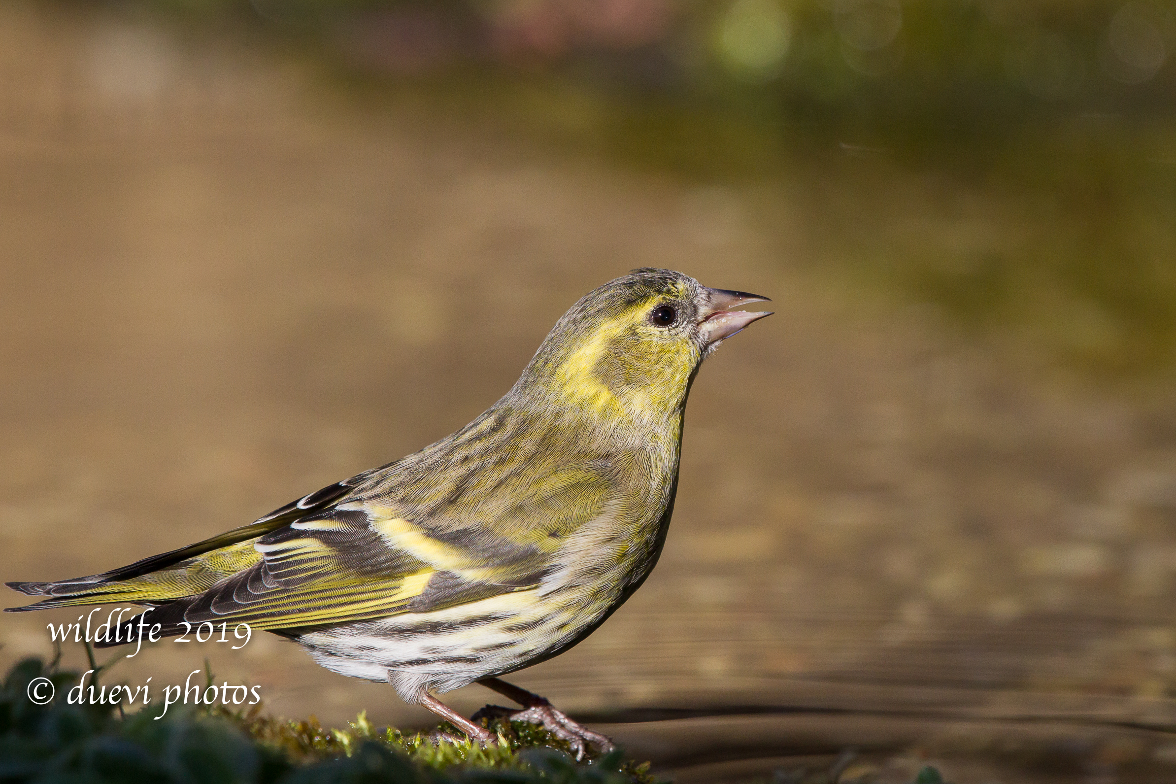 Carduelis Spinus
