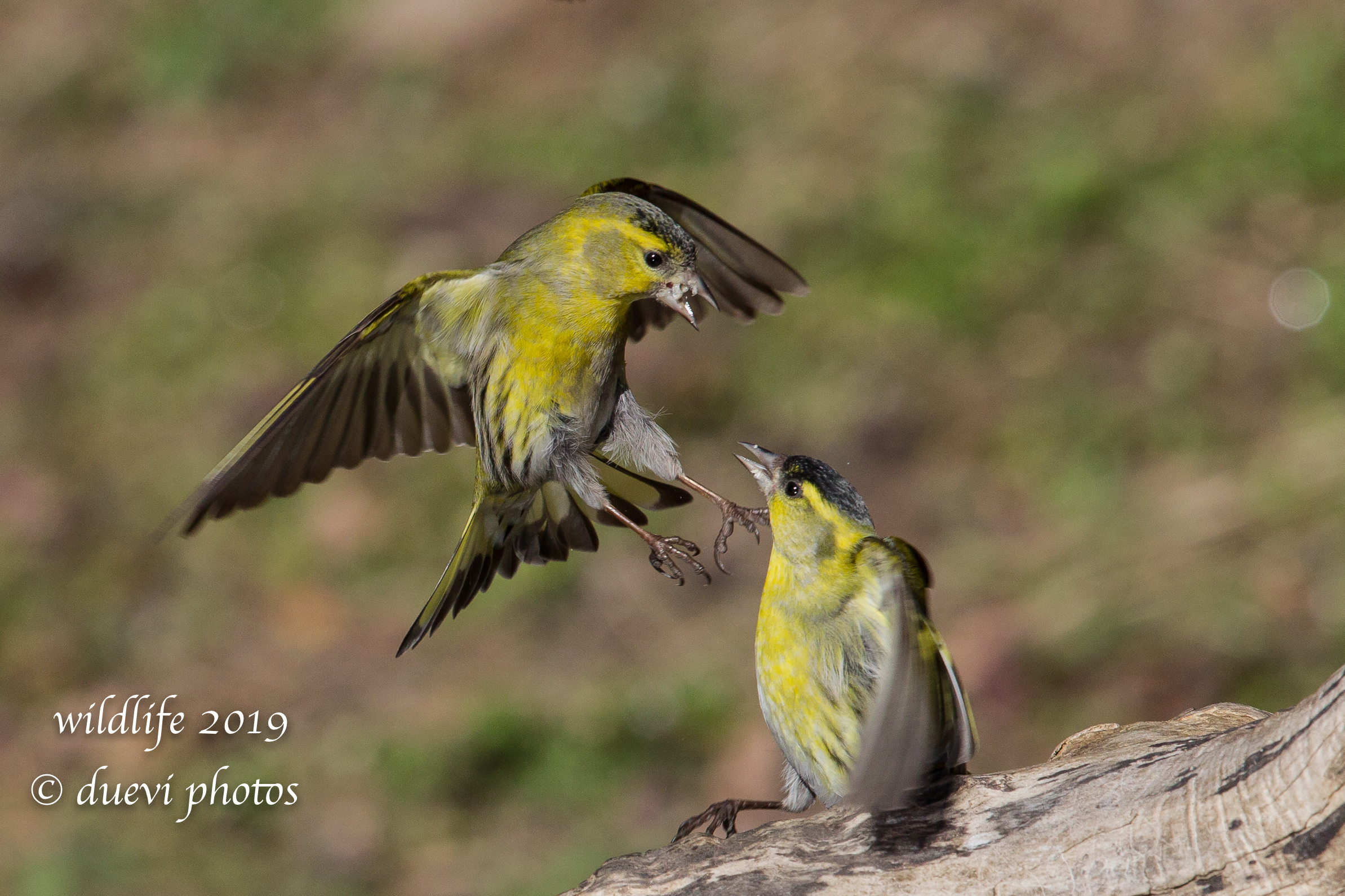 Carduelis Spinus