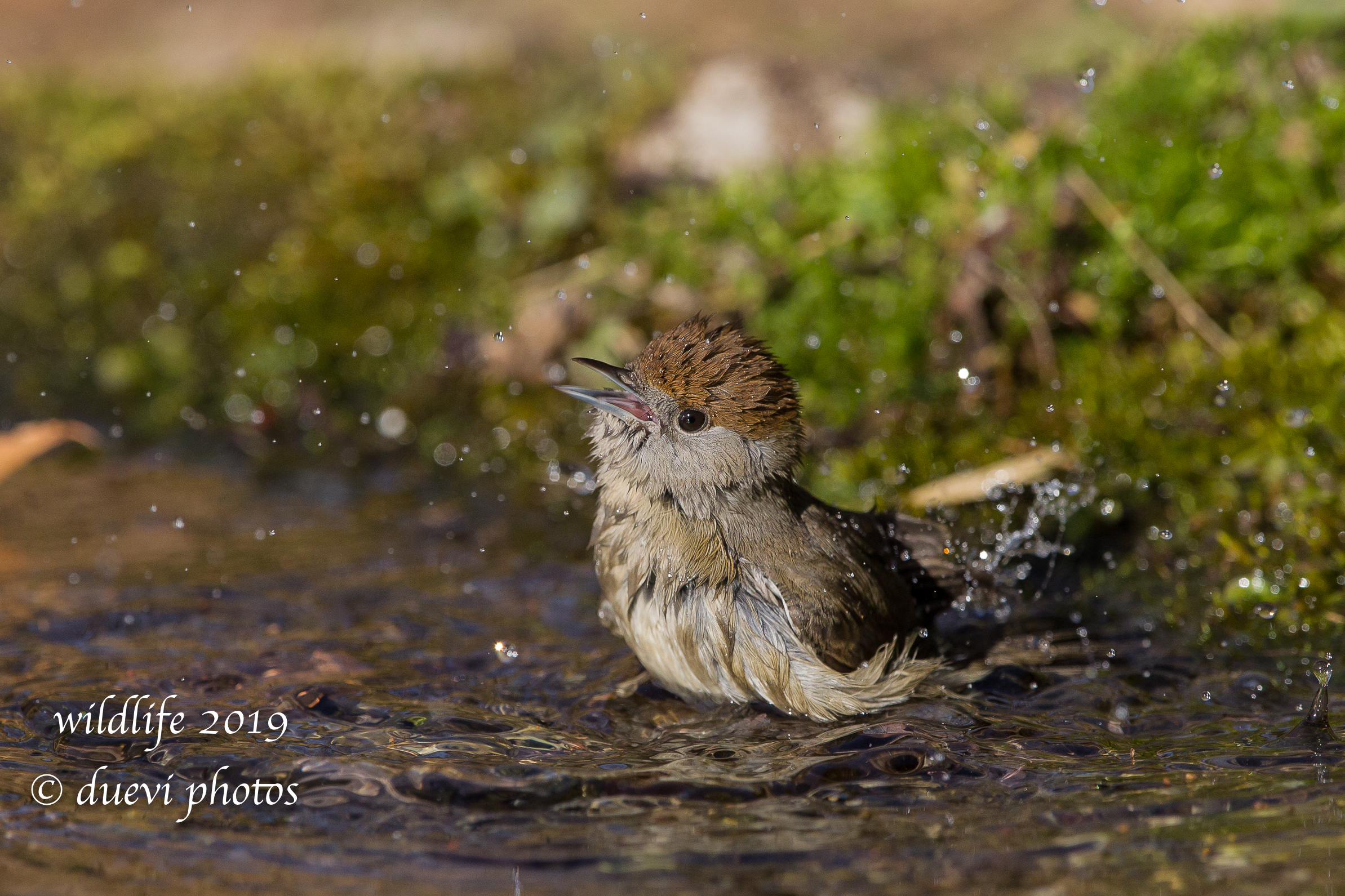 Sylvia Atricapilla (f)