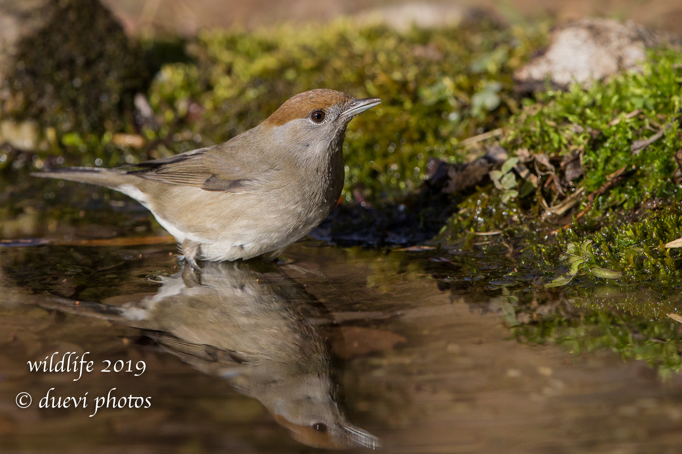 Sylvia Atricapilla (f)