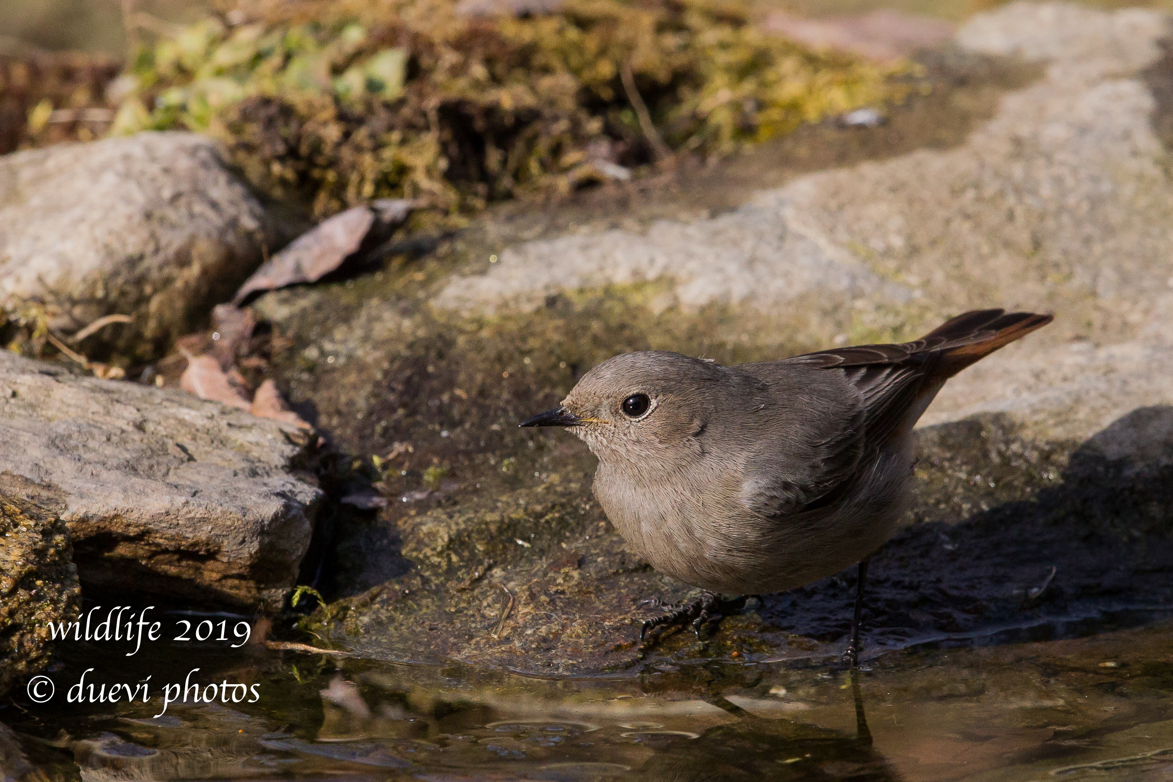 Phoenicurus Phoenicurus (f)