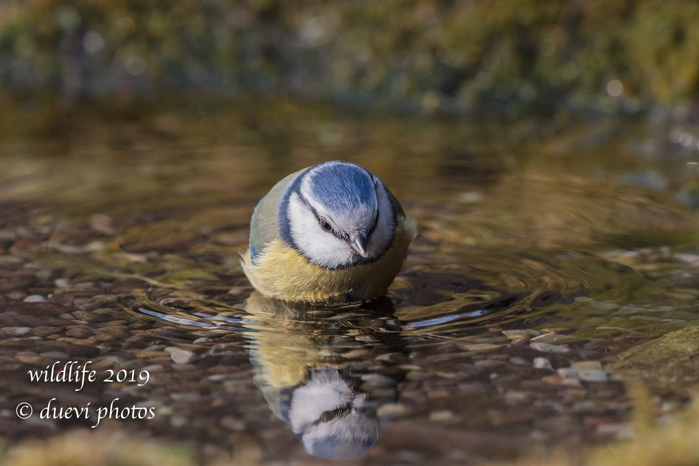 Cinciarella-Cyanistes Caeruleus